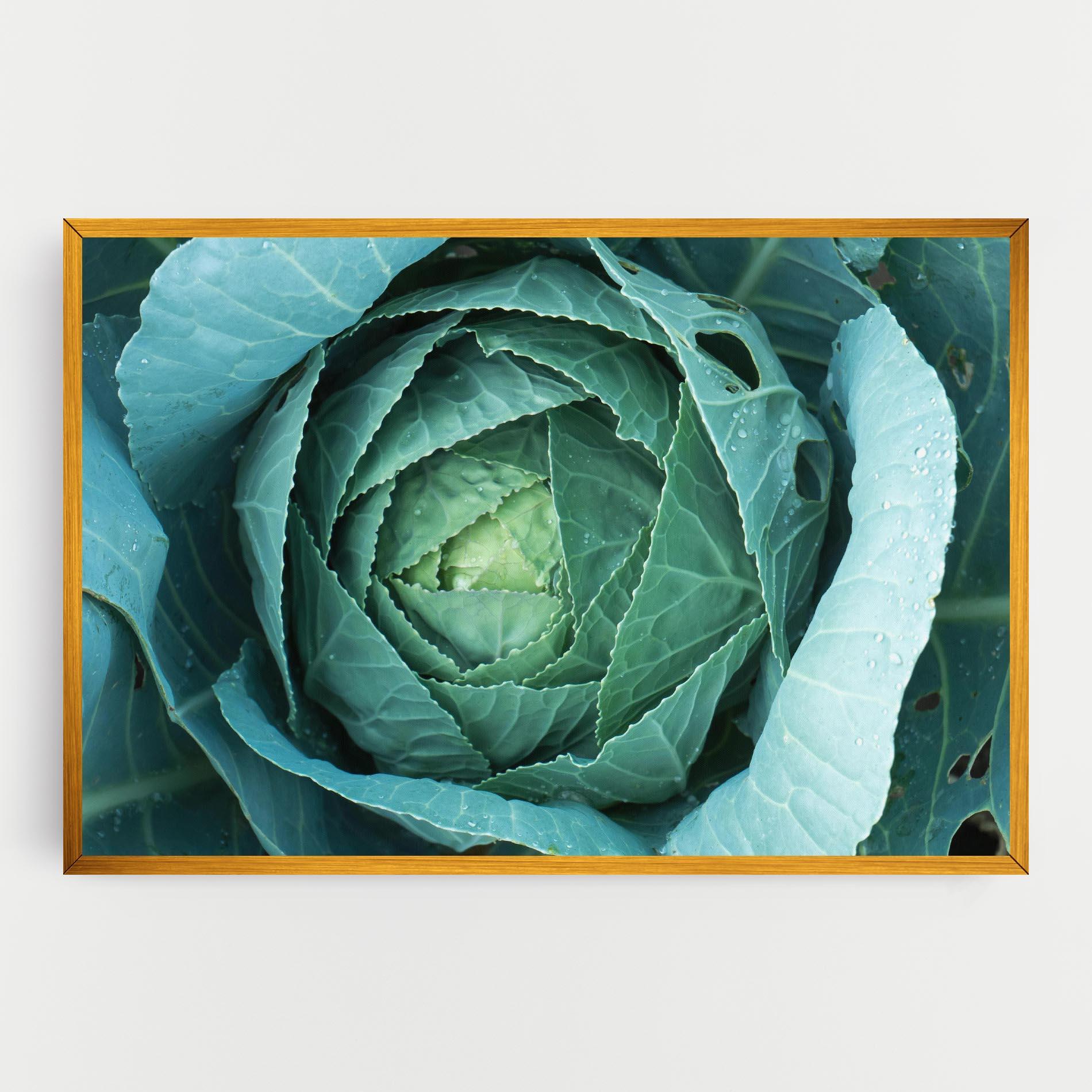 Leinwandbild Blue Lettuce mockup 0