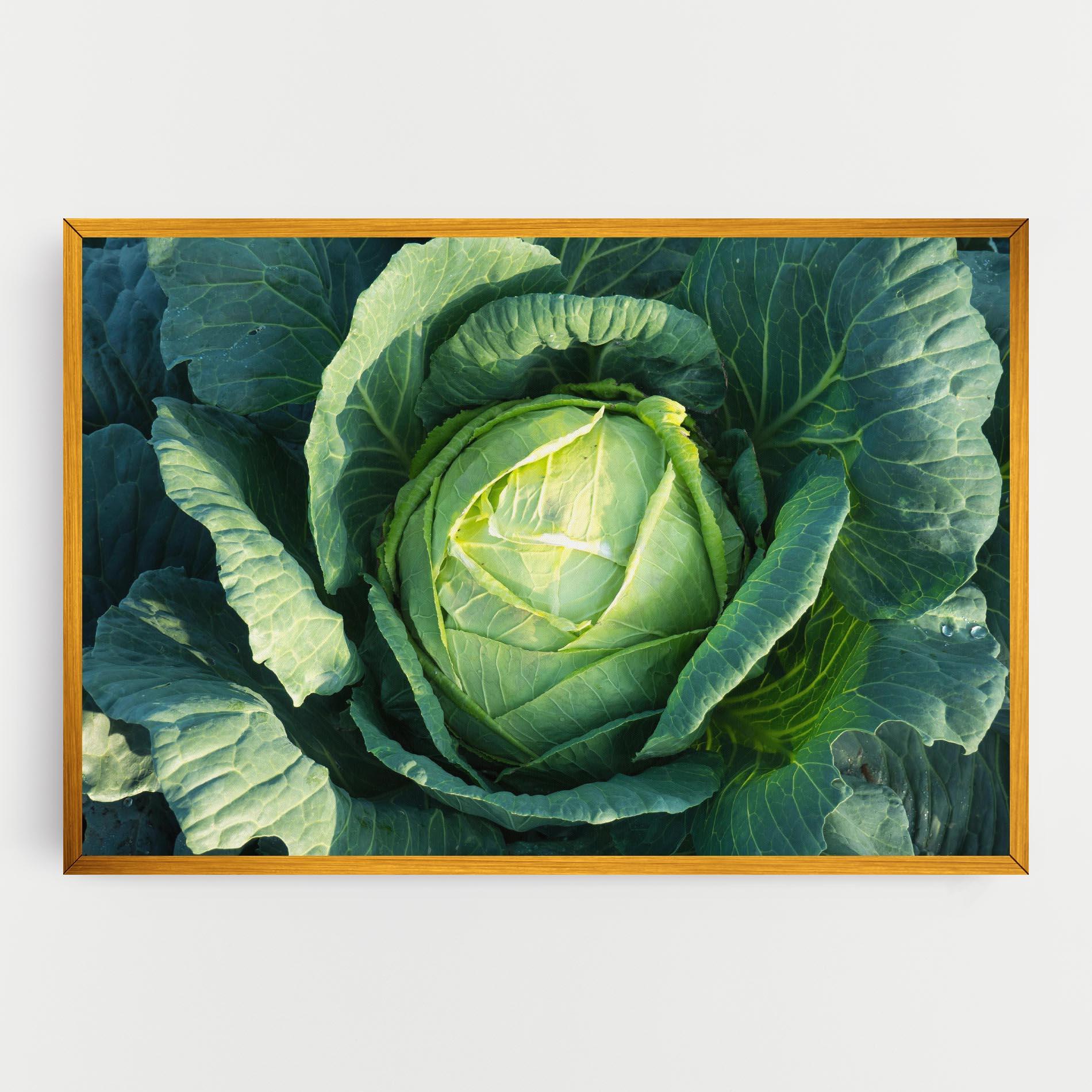 Leinwandbild Green Lettuce mockup 0