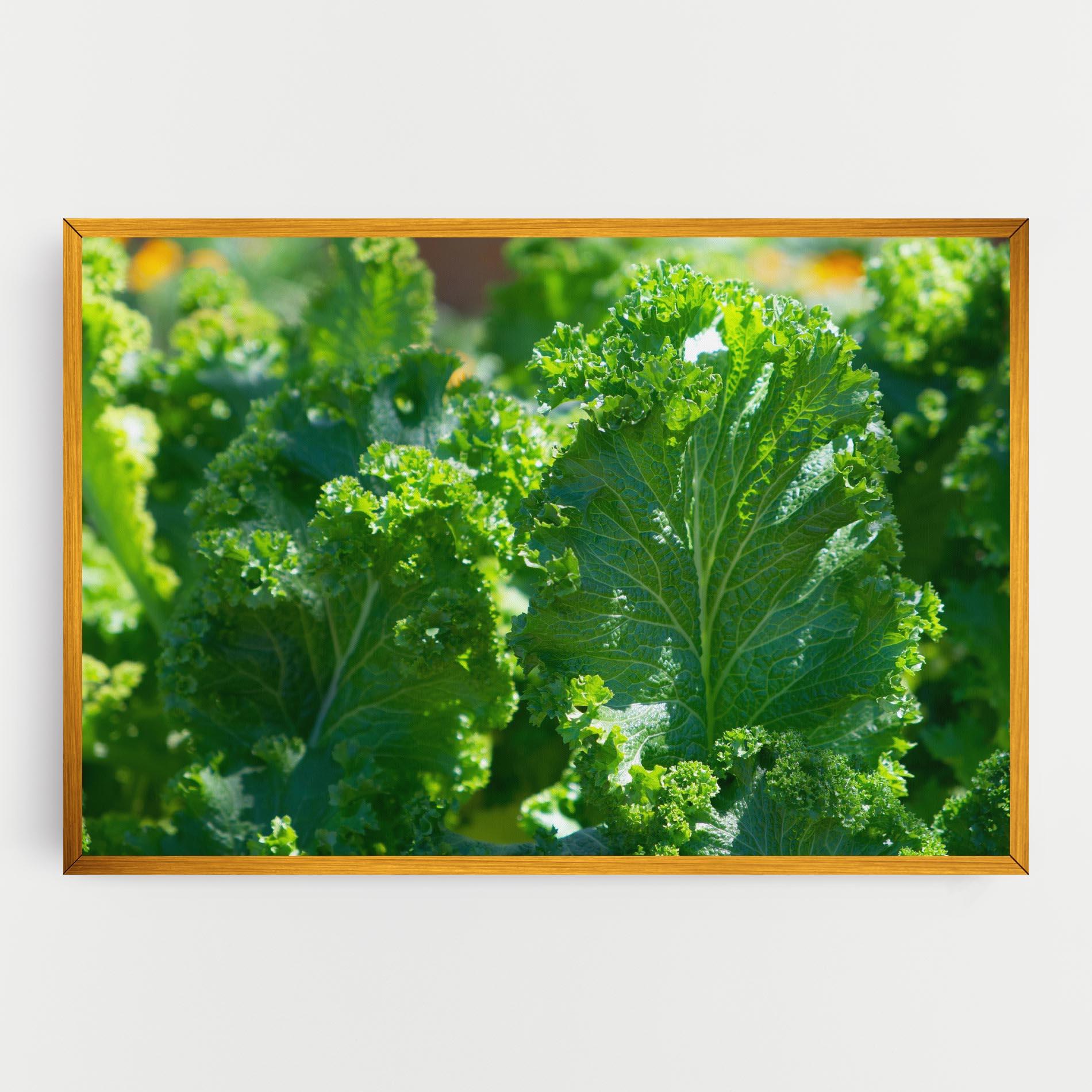 Leinwandbild Lettuce View mockup 0