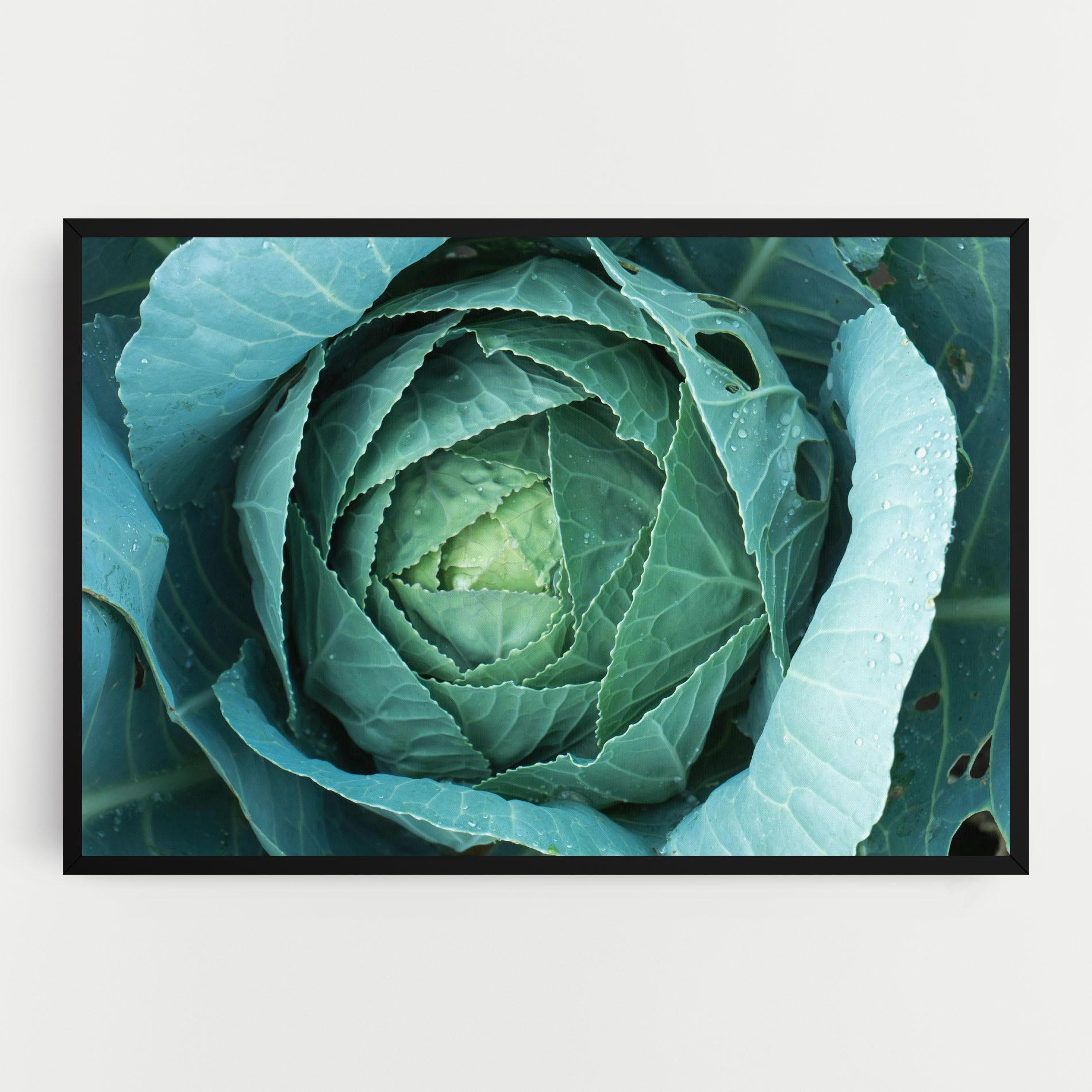 Leinwandbild Blue Lettuce mockup 0
