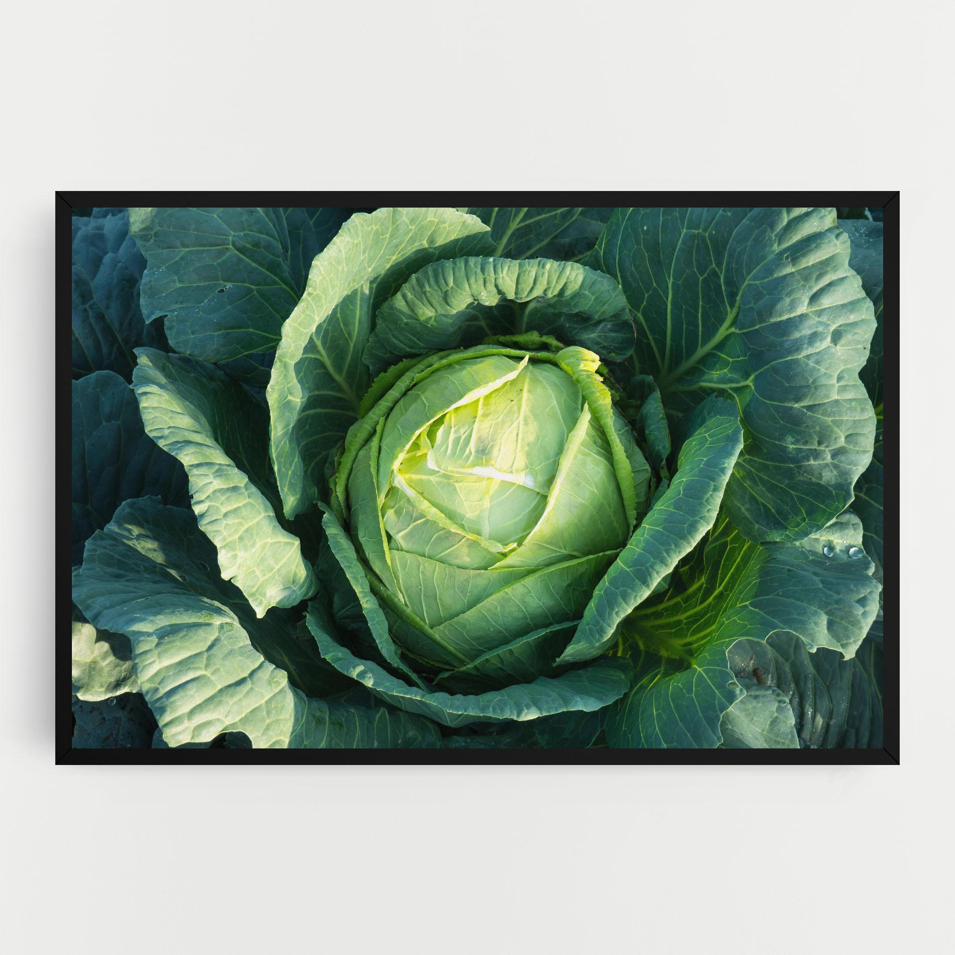 Leinwandbild Green Lettuce mockup 0