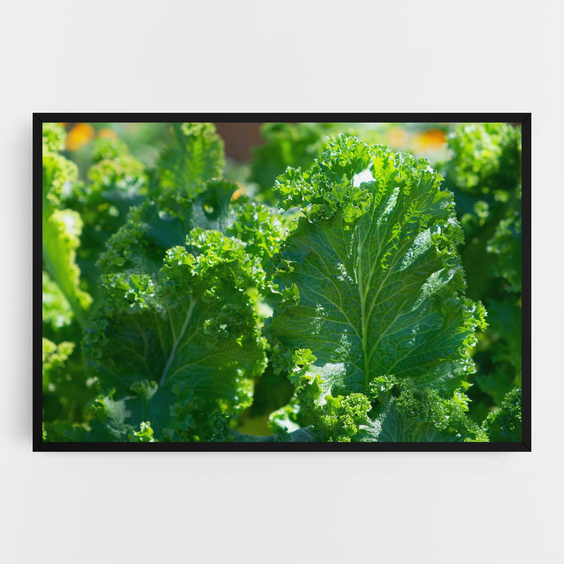 Leinwandbild Lettuce View mockup 0