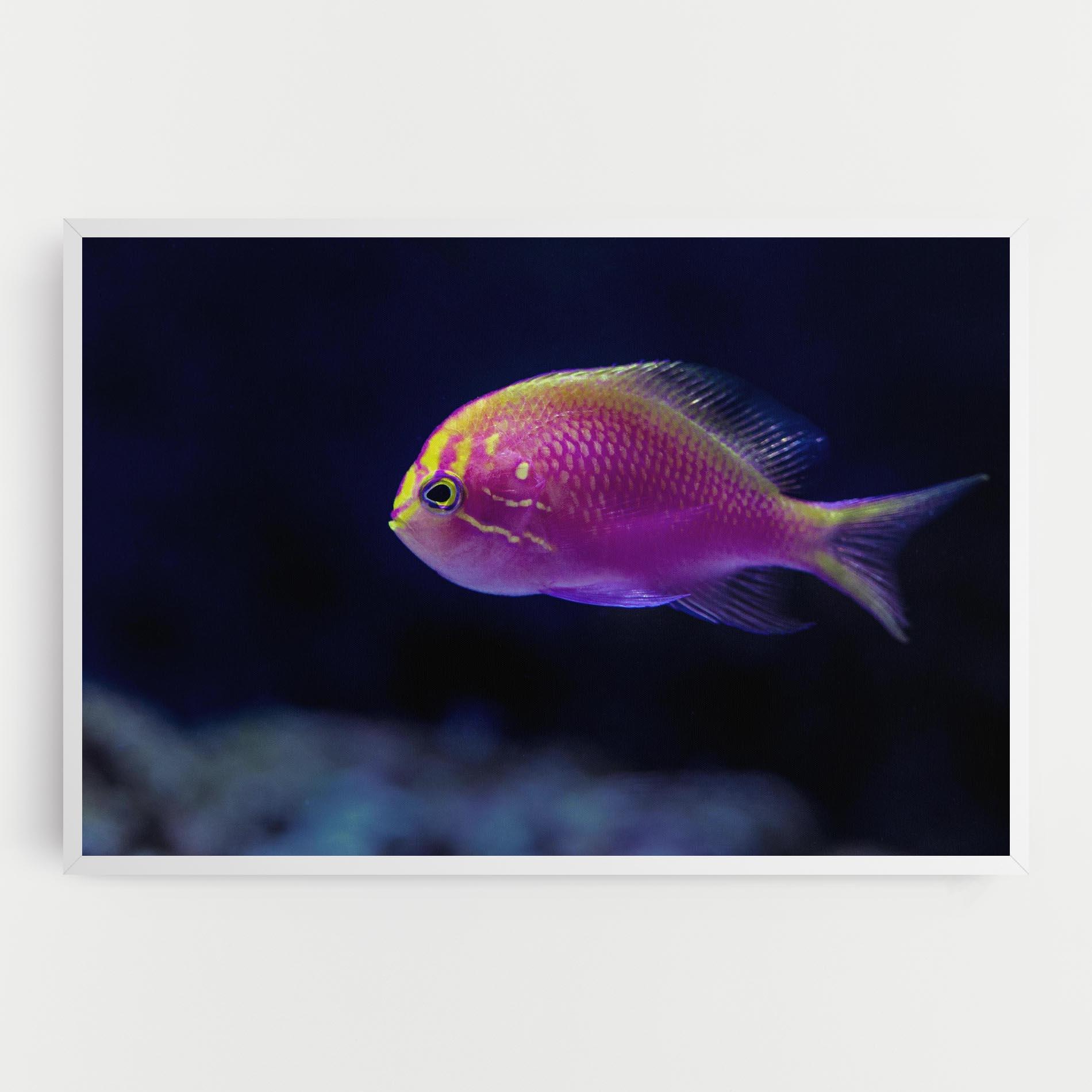 Leinwandbild Angry Pink Fish mockup 0