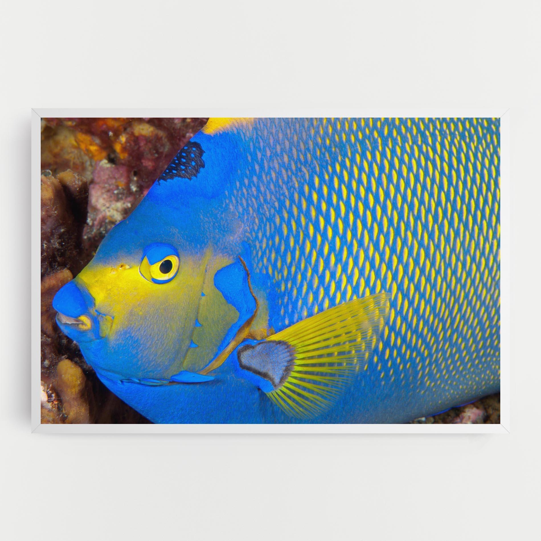 Leinwandbild Blue Yellow Fish mockup 0