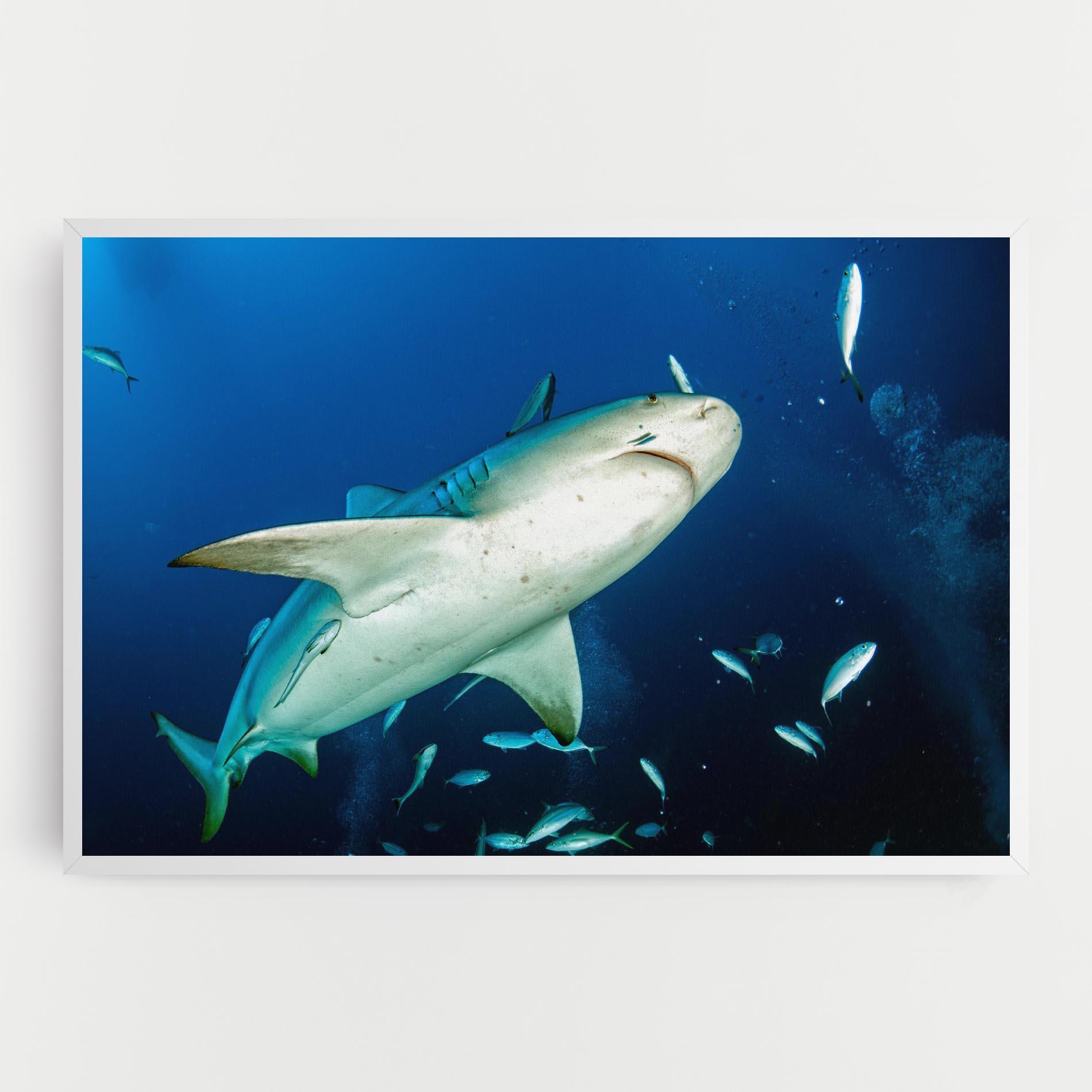 Leinwandbild Bull Shark mockup 0