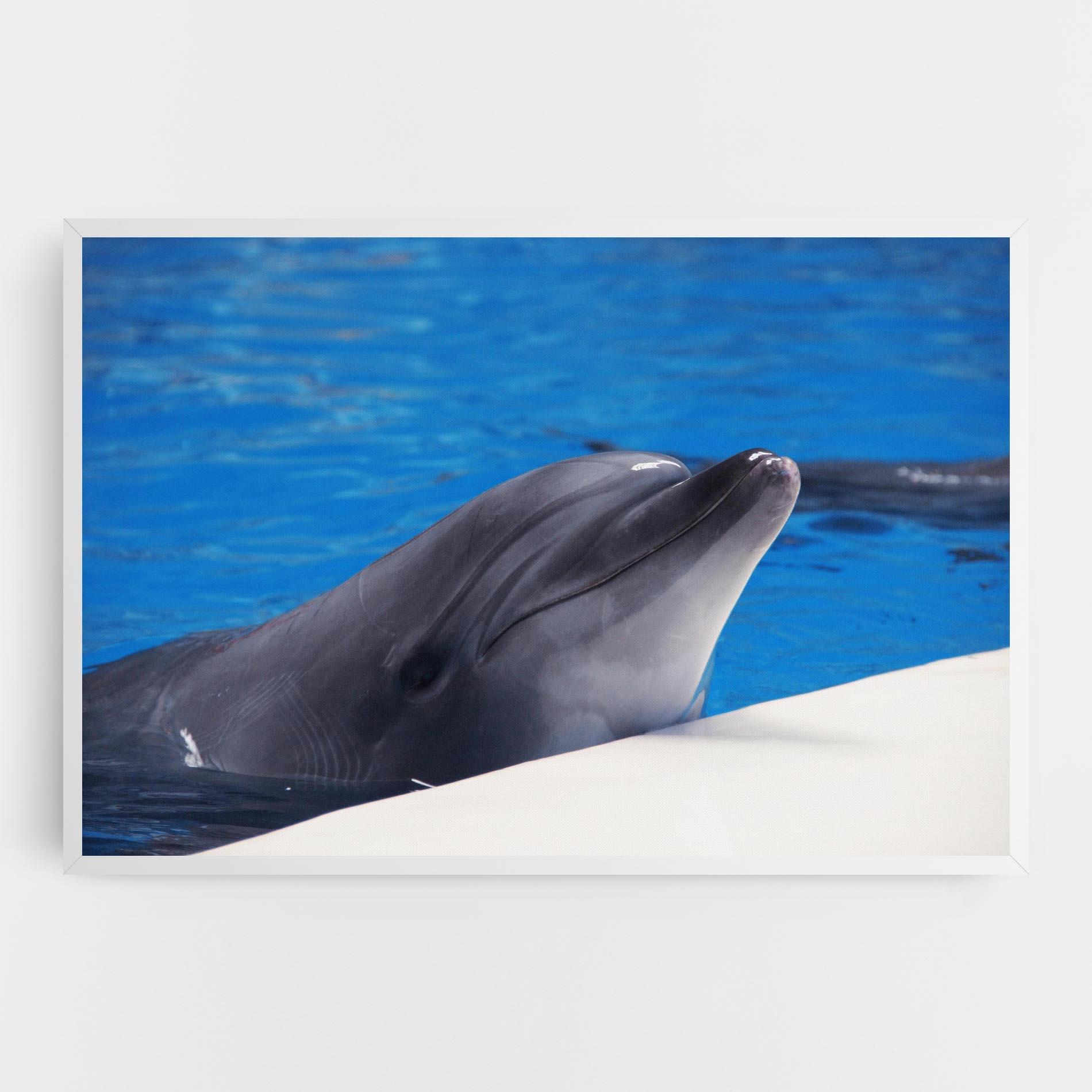 Leinwandbild Cute Dolphin mockup 0