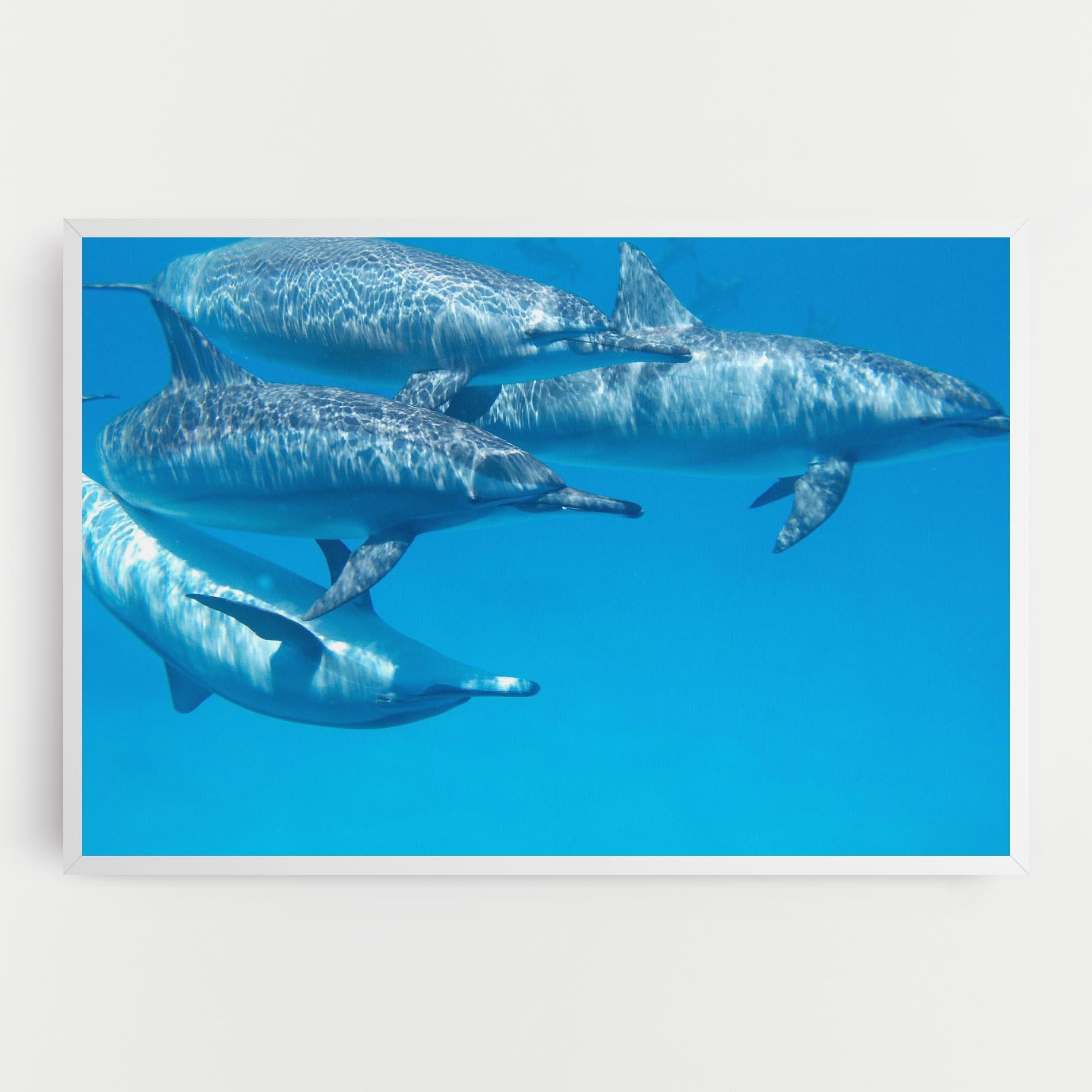 Leinwandbild Family Of Dolphins mockup 0
