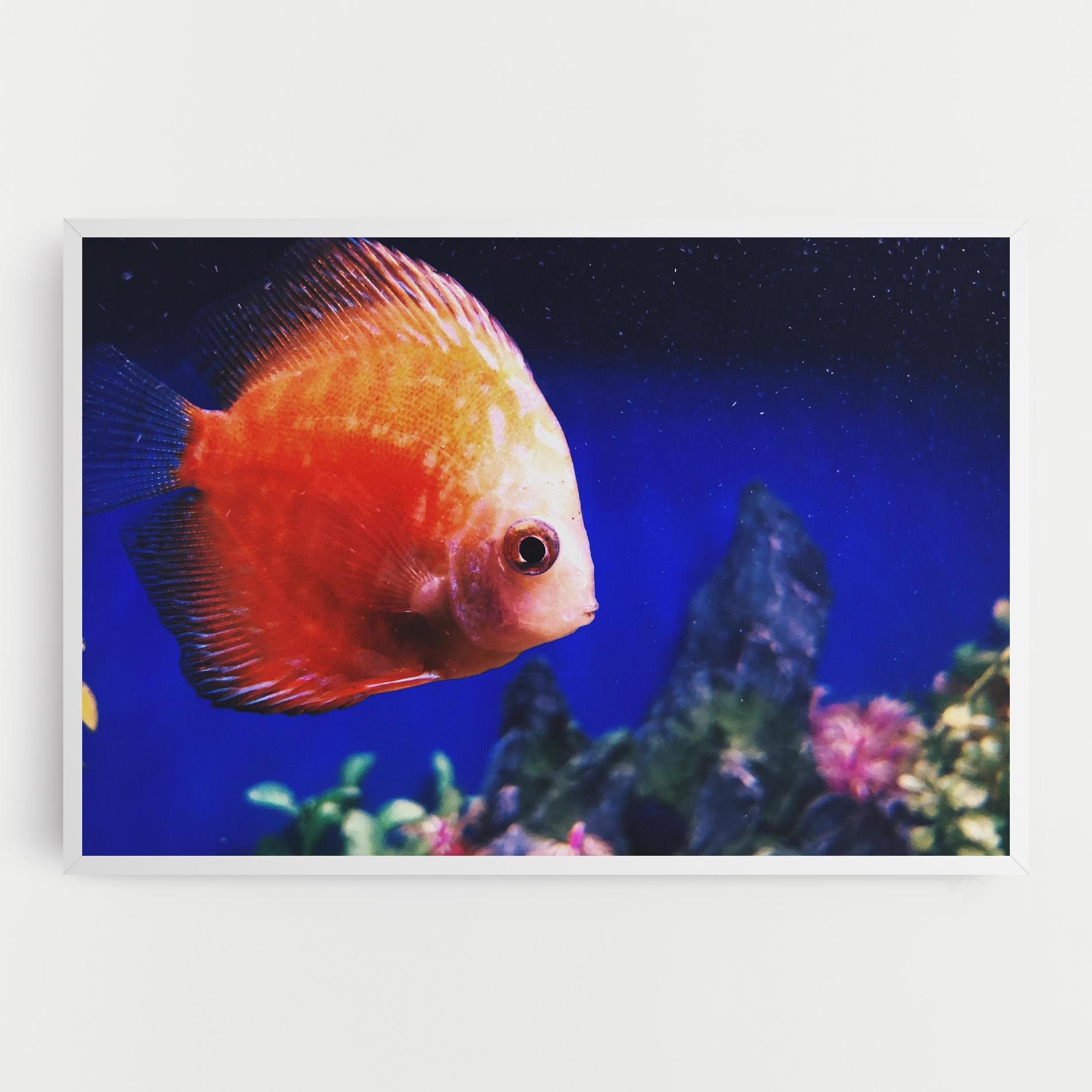 Pretty Orange Fish mockup 0