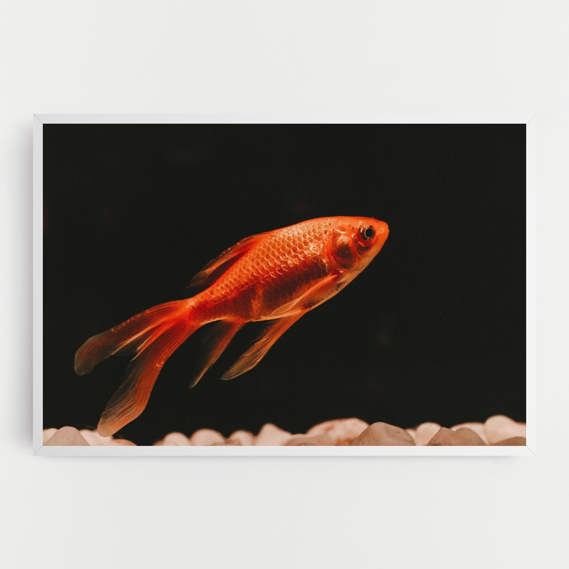 Small Orange Fish mockup 0
