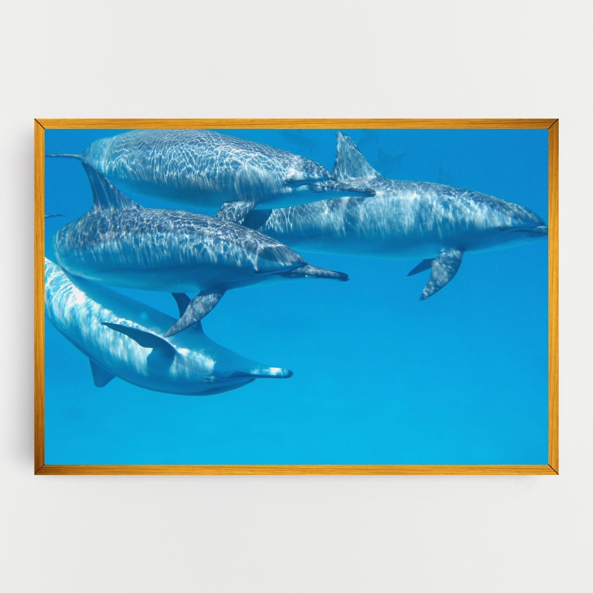 Family Of Dolphins mockup 0
