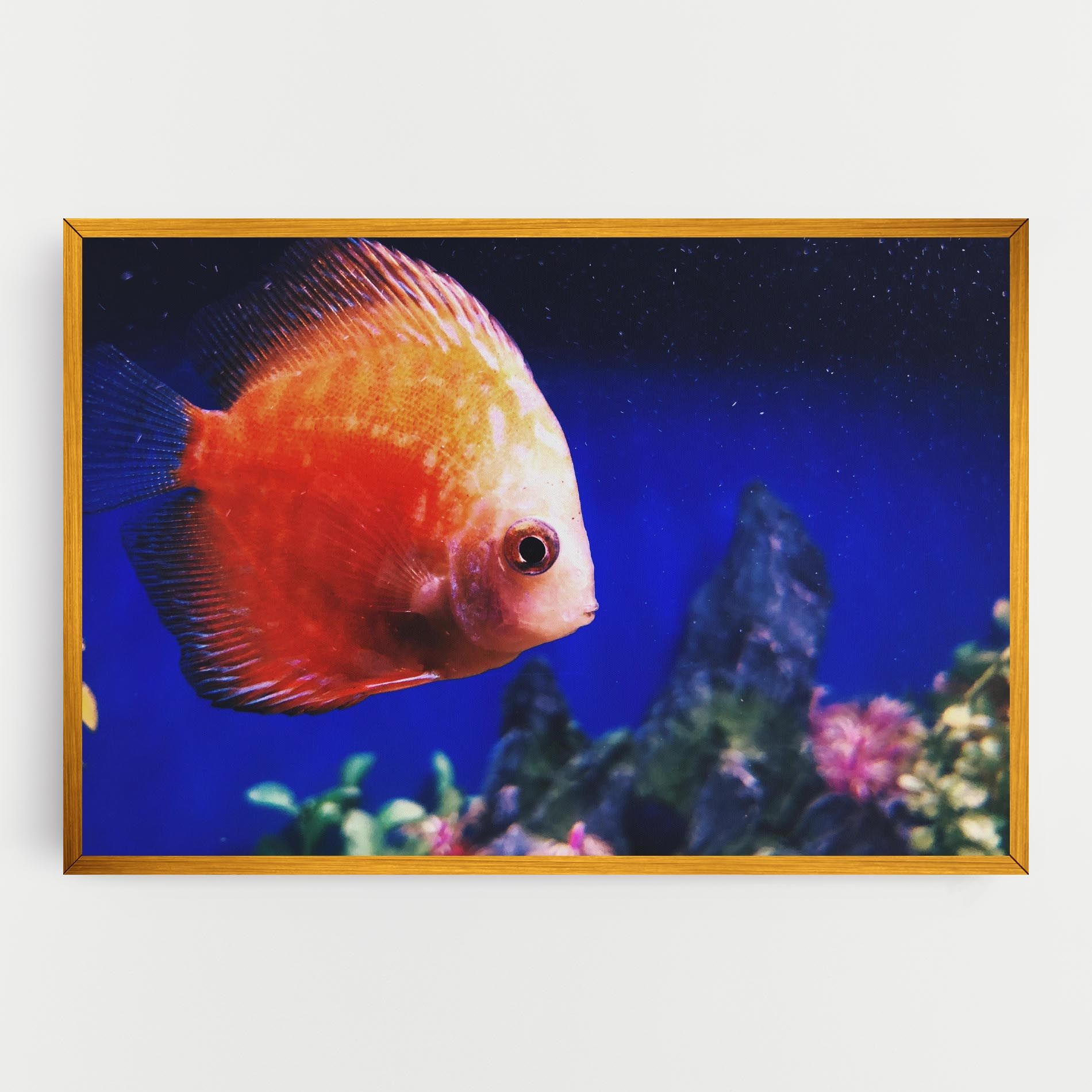 Pretty Orange Fish mockup 0