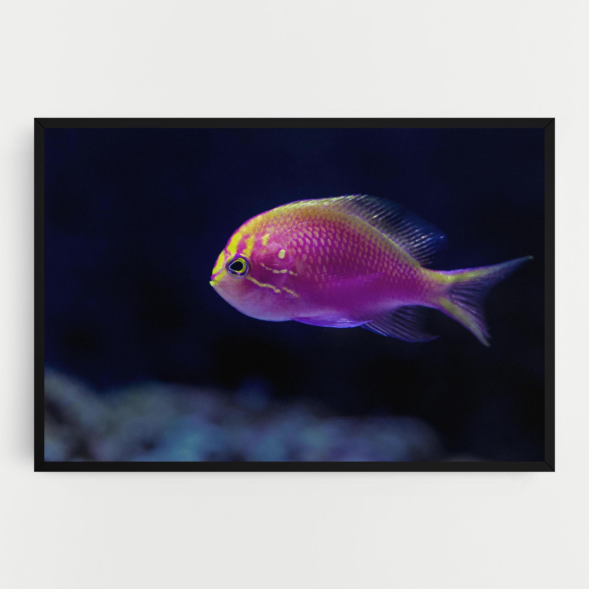 Leinwandbild Angry Pink Fish mockup 0