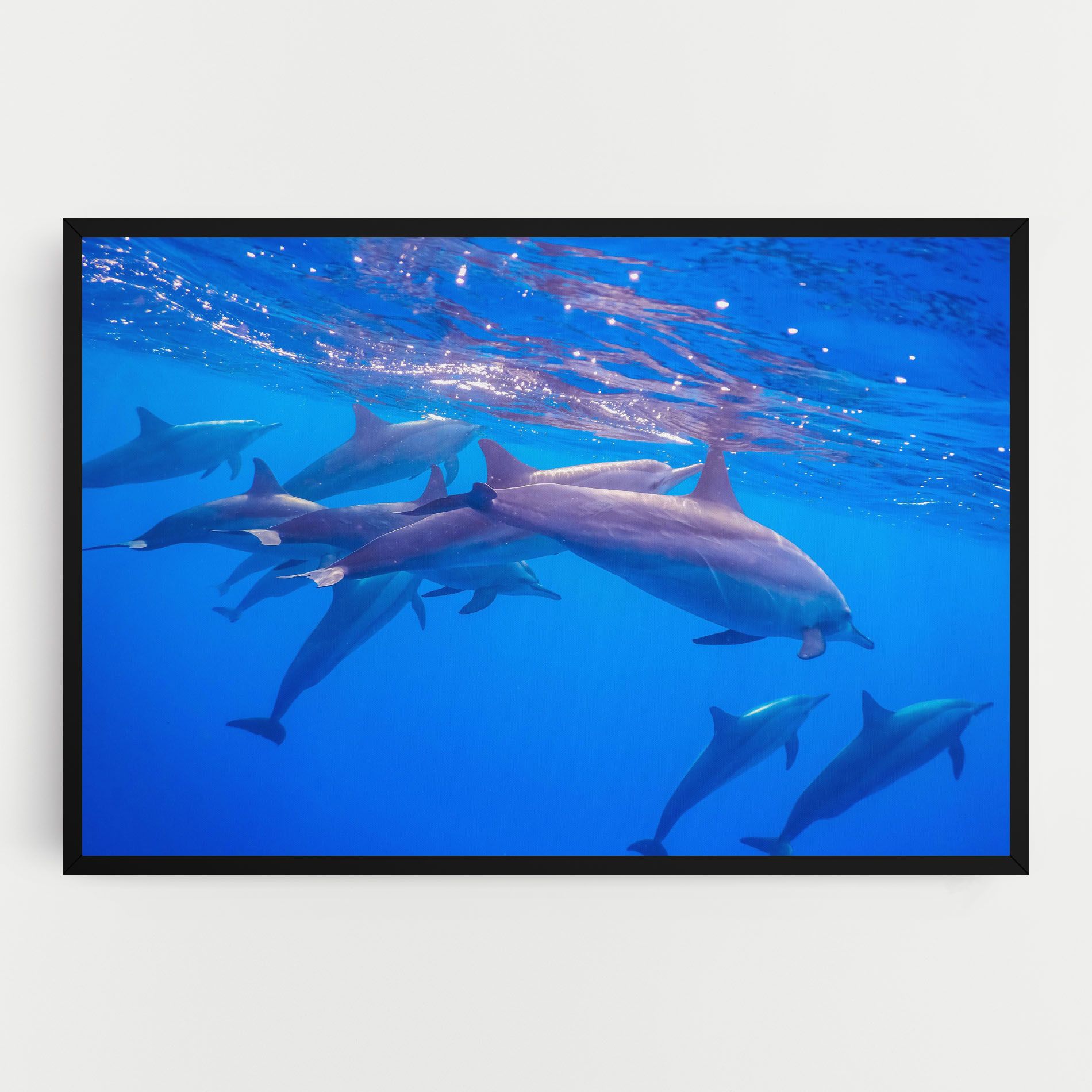 Dolphin Family mockup 0