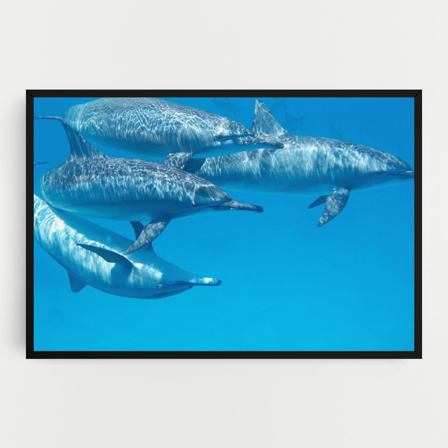 Leinwandbild Family Of Dolphins mockup 0