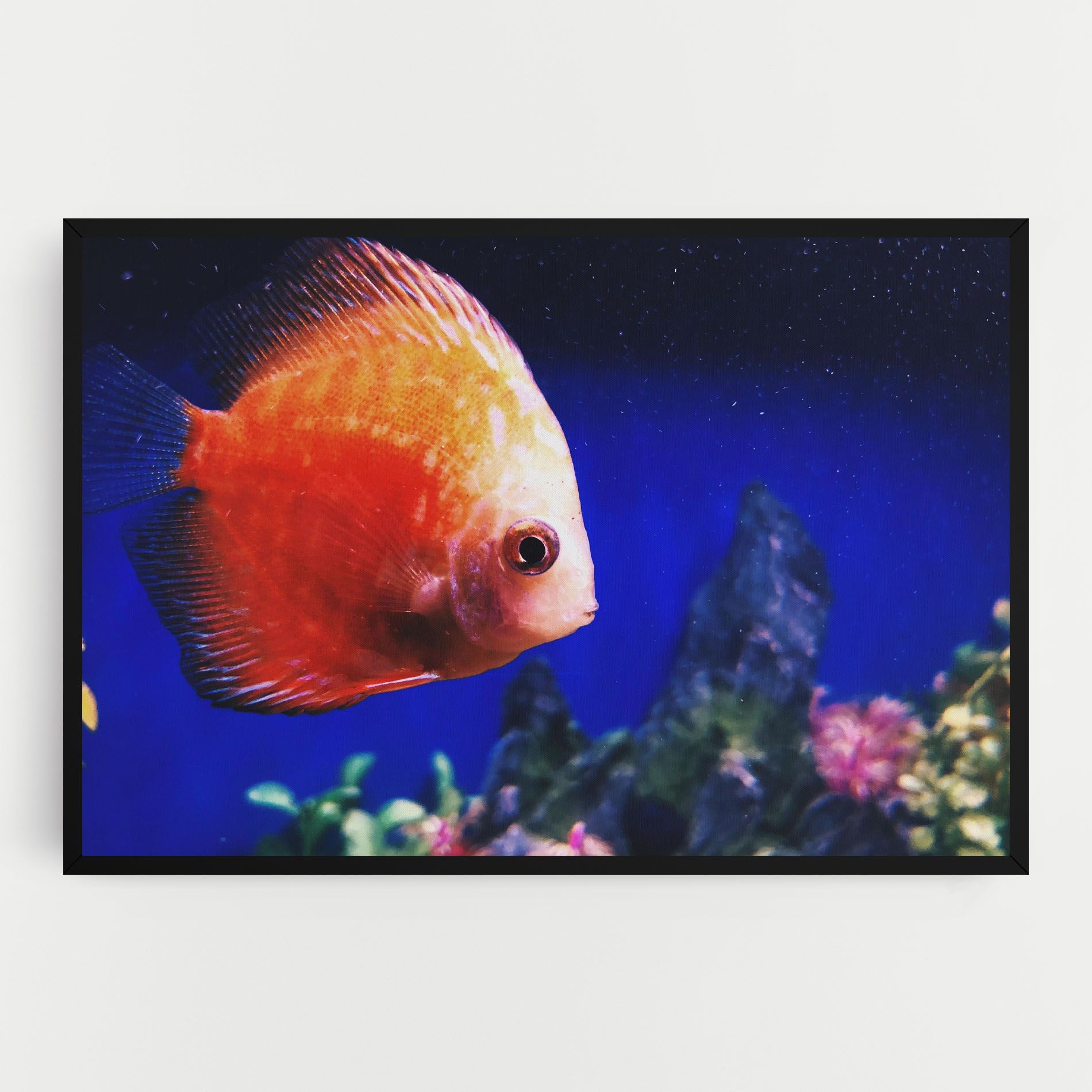 Pretty Orange Fish mockup 0