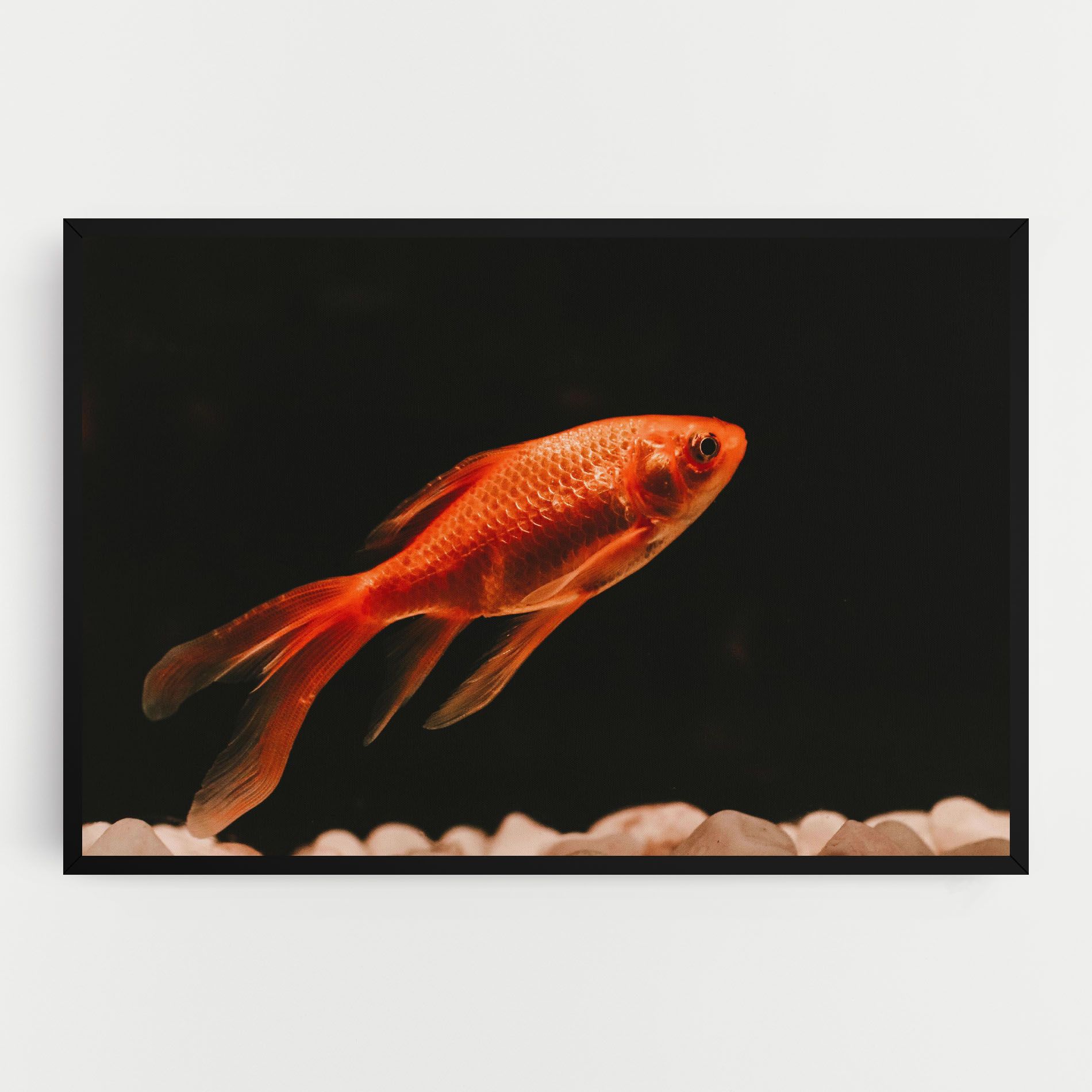 Small Orange Fish mockup 0