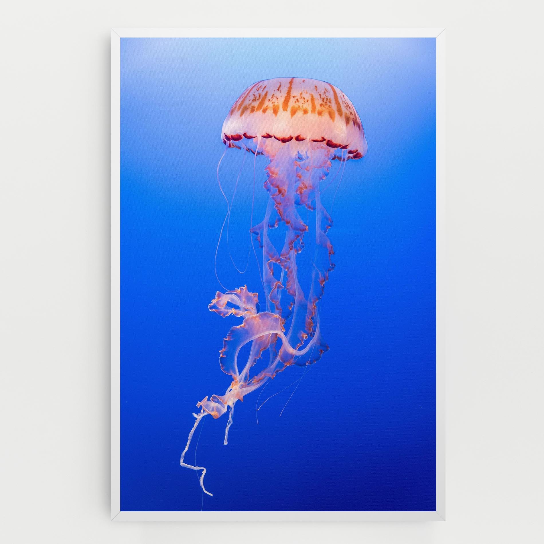 Leinwandbild Pretty White Jellyfish mockup 0