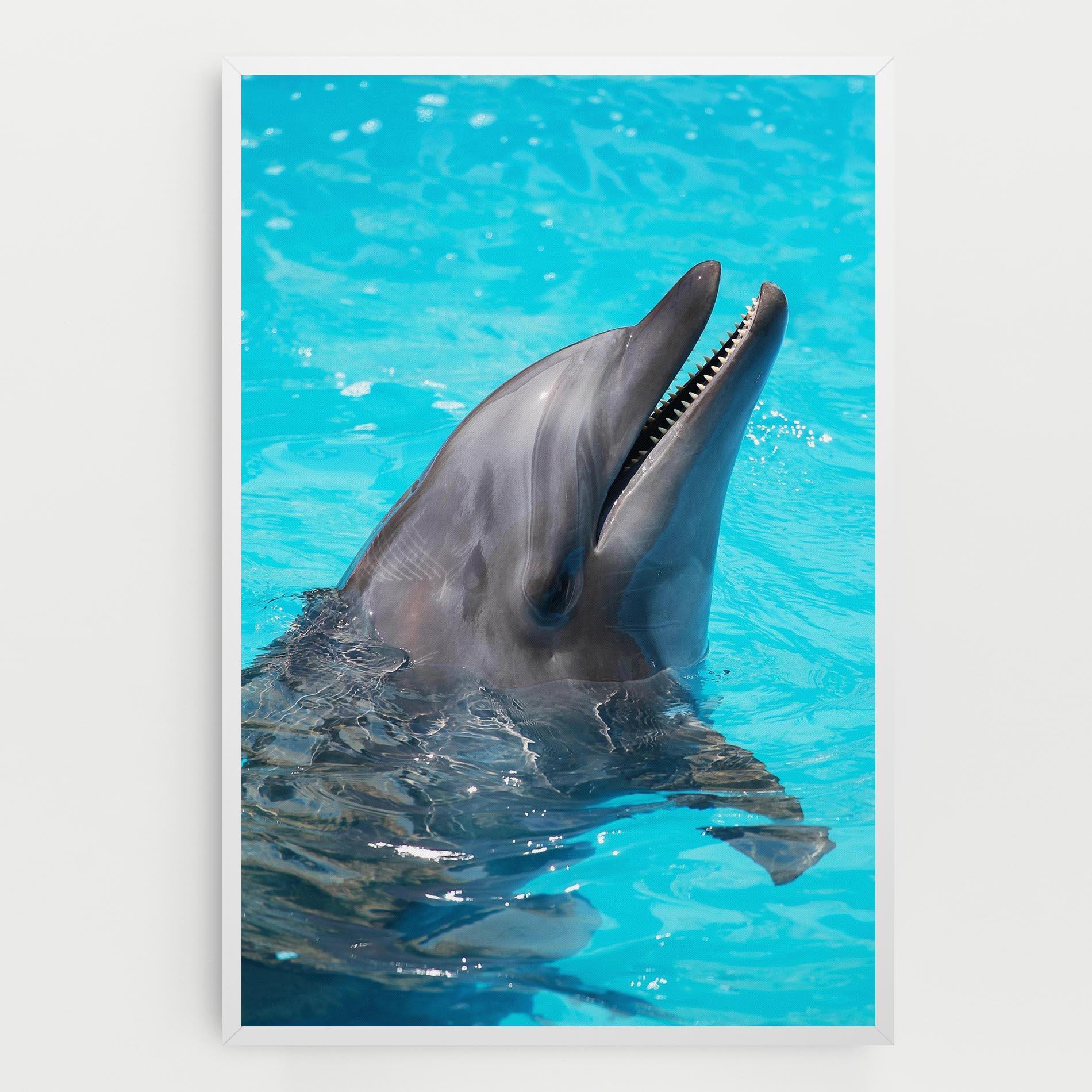 Leinwandbild Trained Dolphin mockup 0