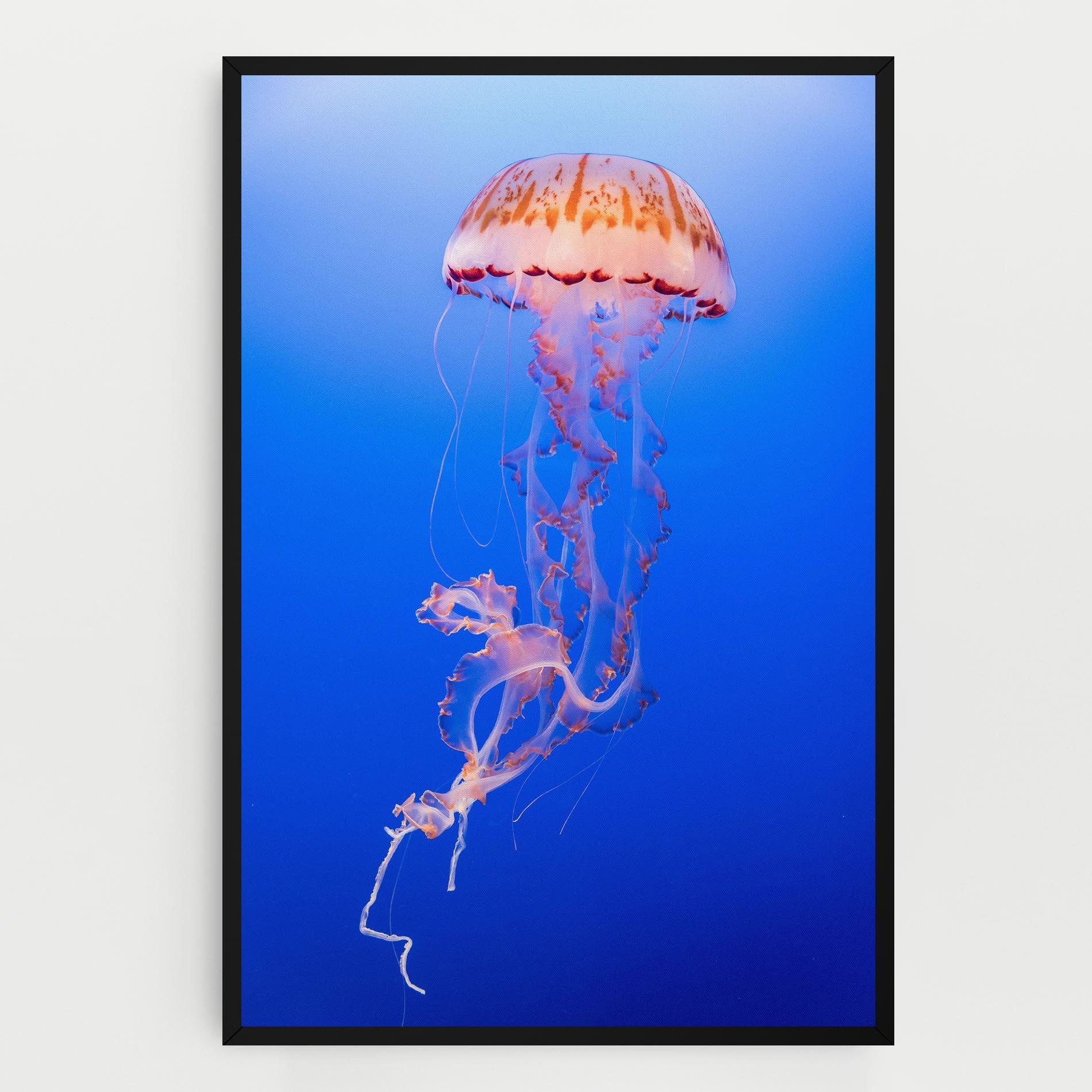 Leinwandbild Pretty White Jellyfish mockup 0