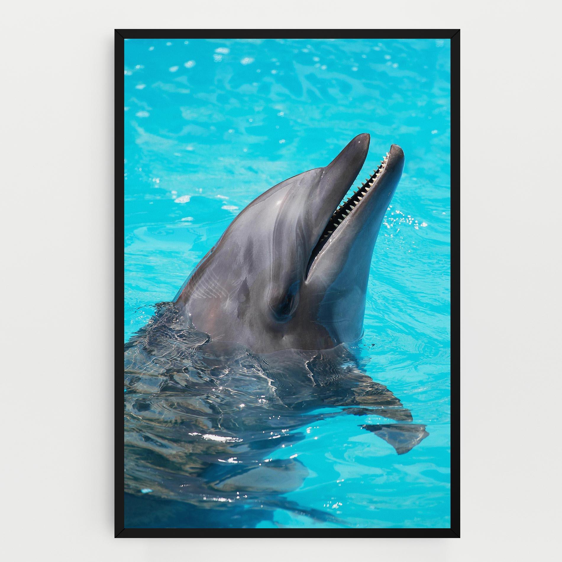 Leinwandbild Trained Dolphin mockup 0