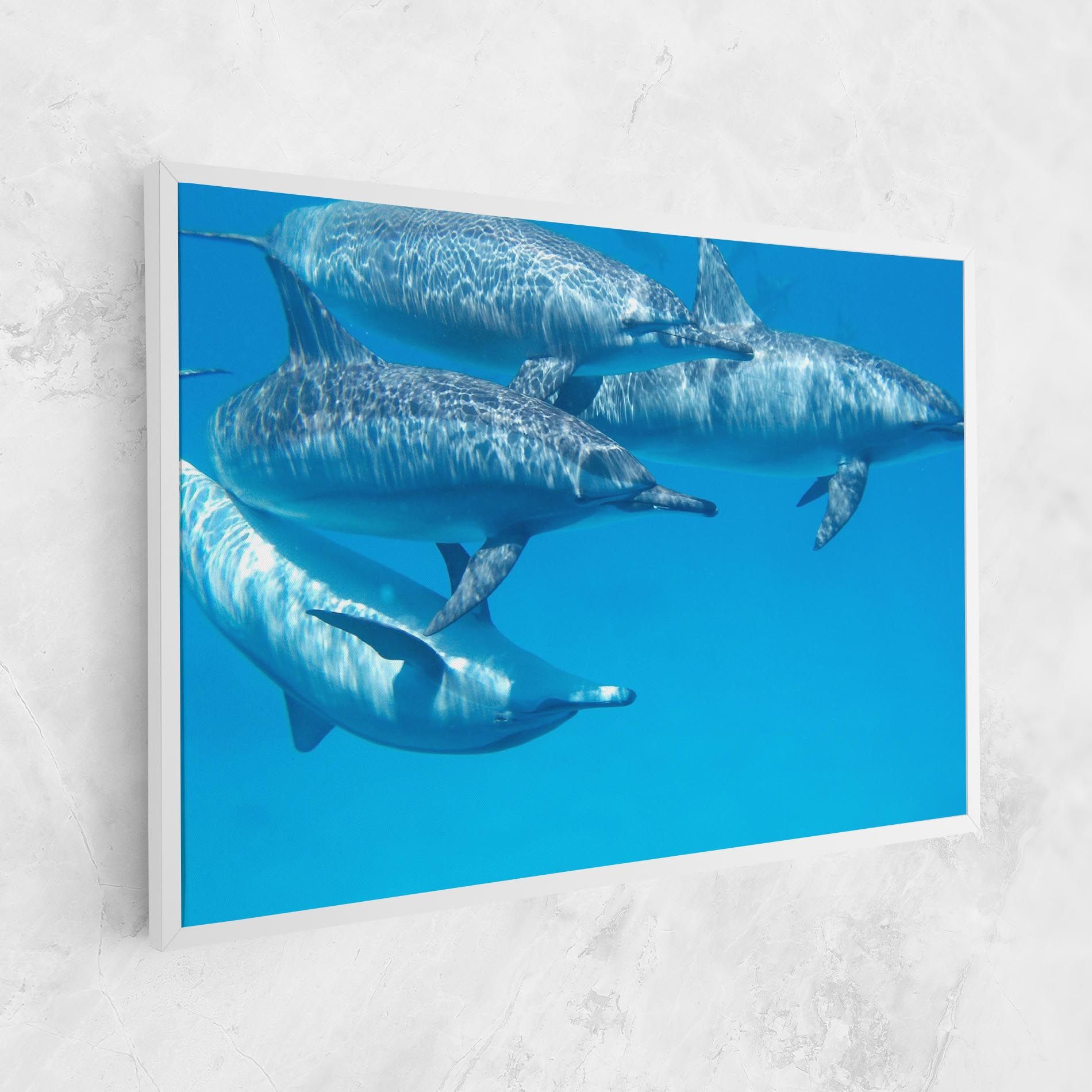 Family Of Dolphins mockup 1