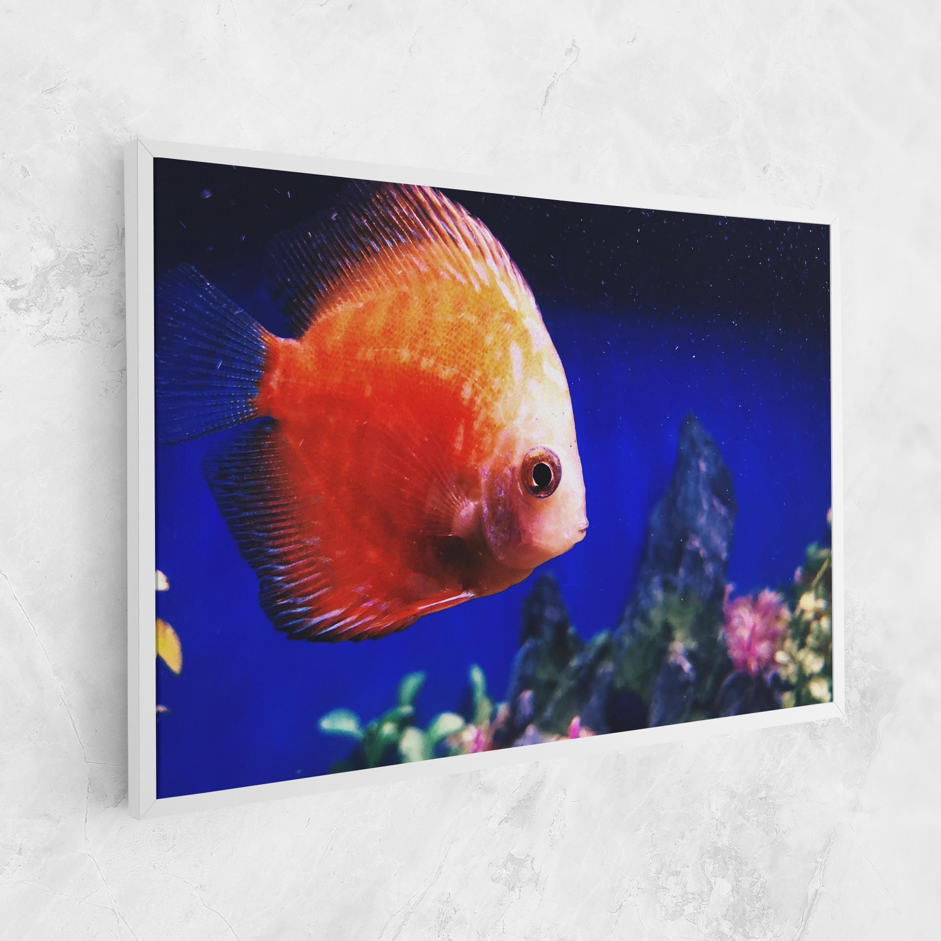 Pretty Orange Fish mockup 1