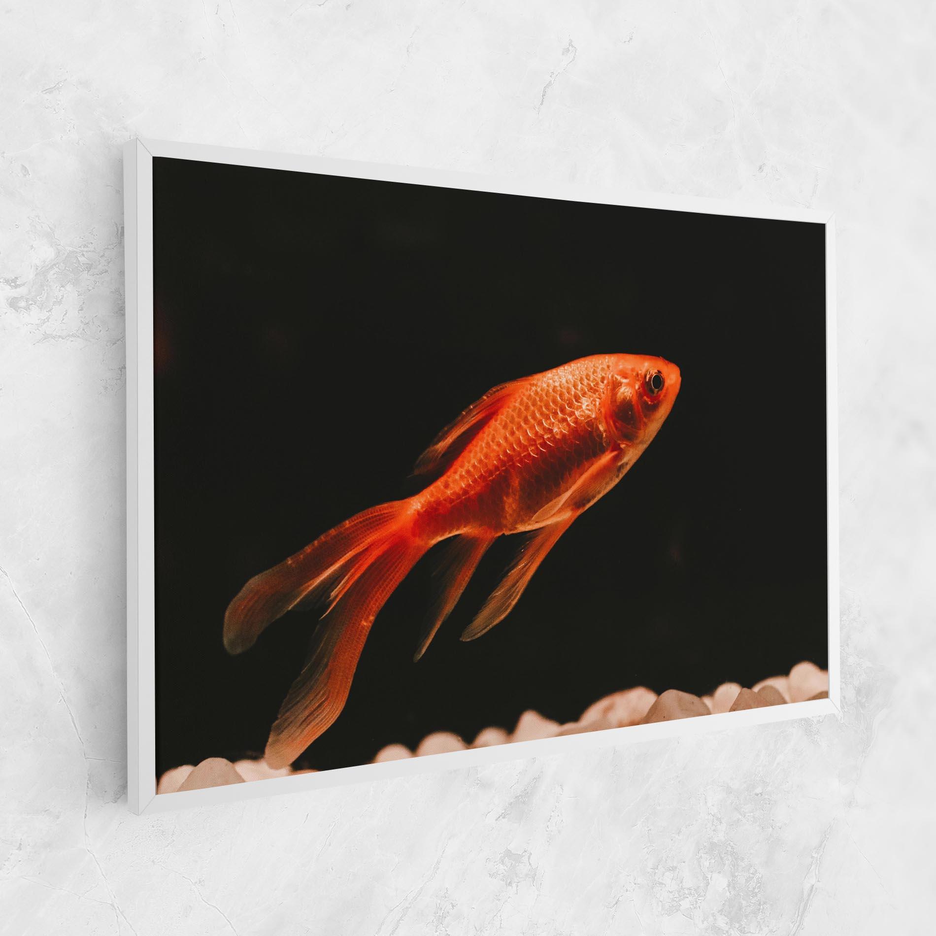 Leinwandbild Small Orange Fish mockup 1