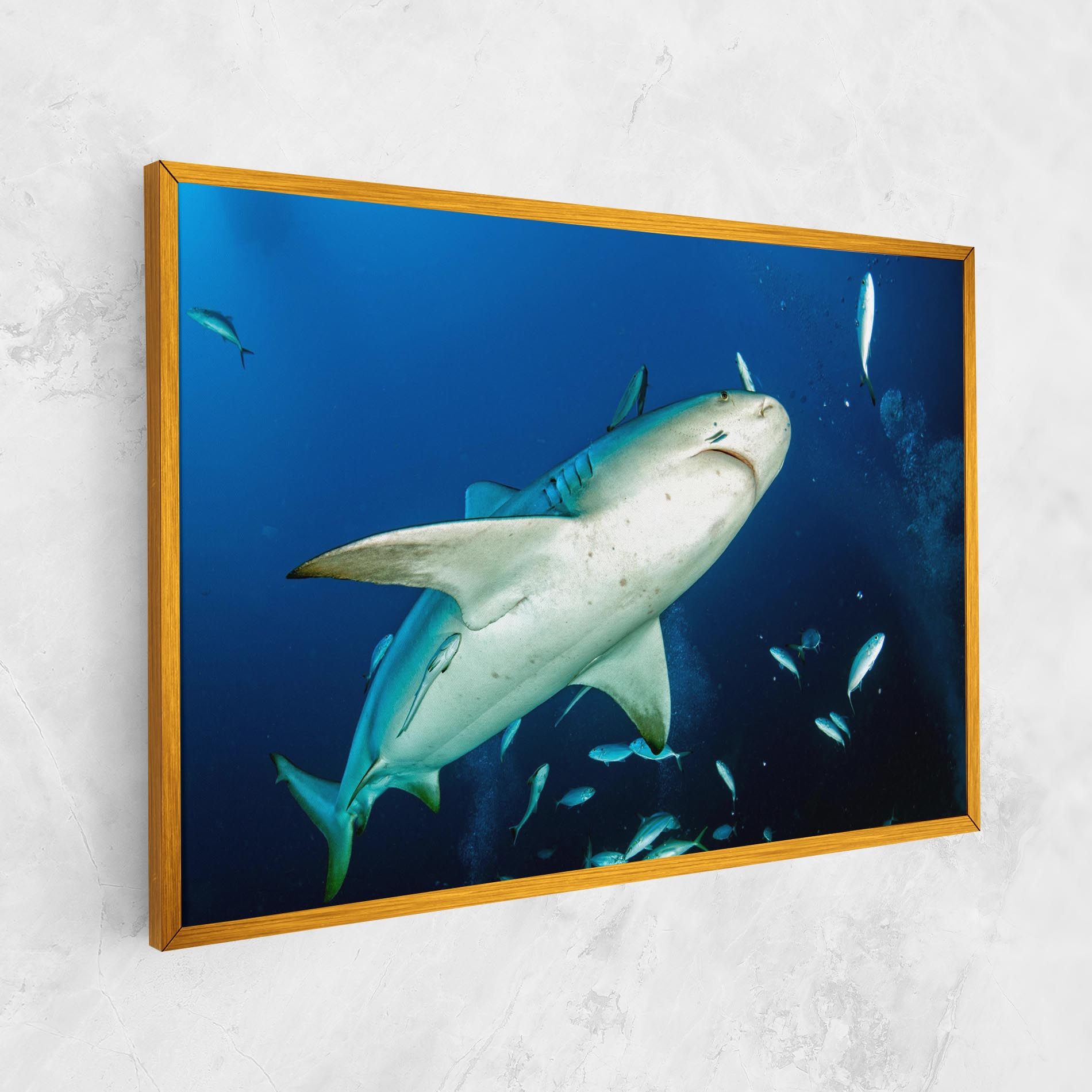 Bull Shark mockup 1