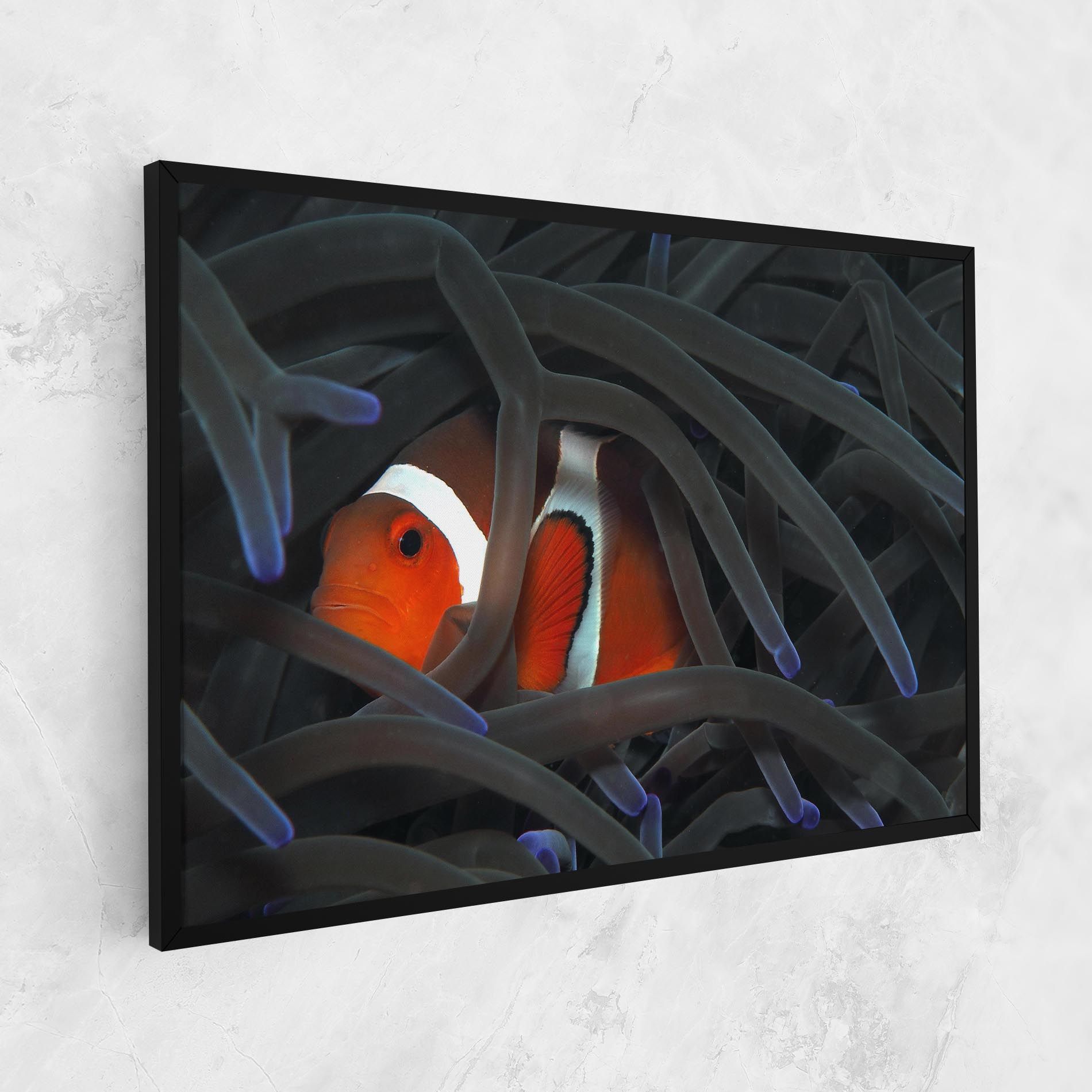 Nemo Hiding mockup 1