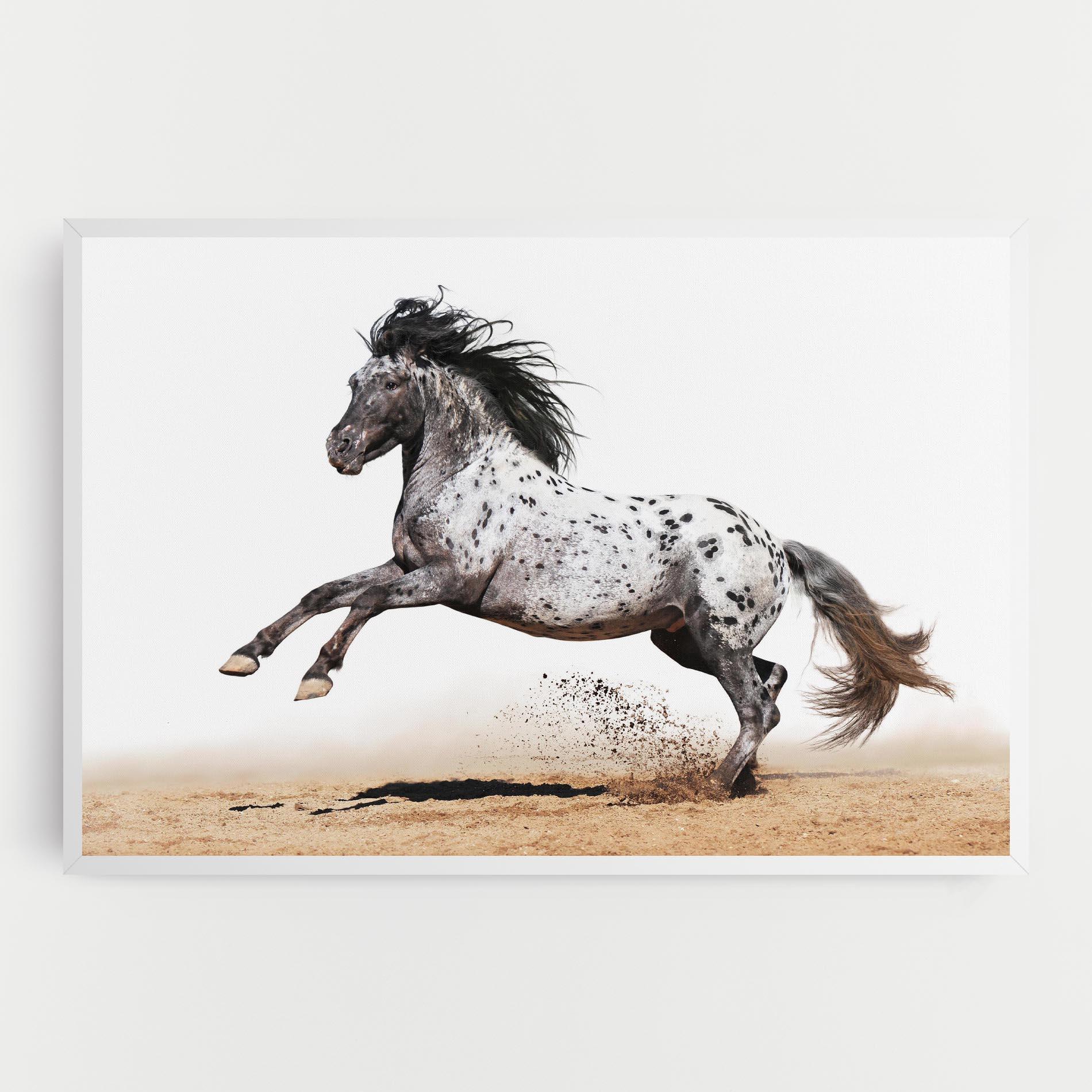 Leinwandbild Appaloosa Horse Running mockup 0