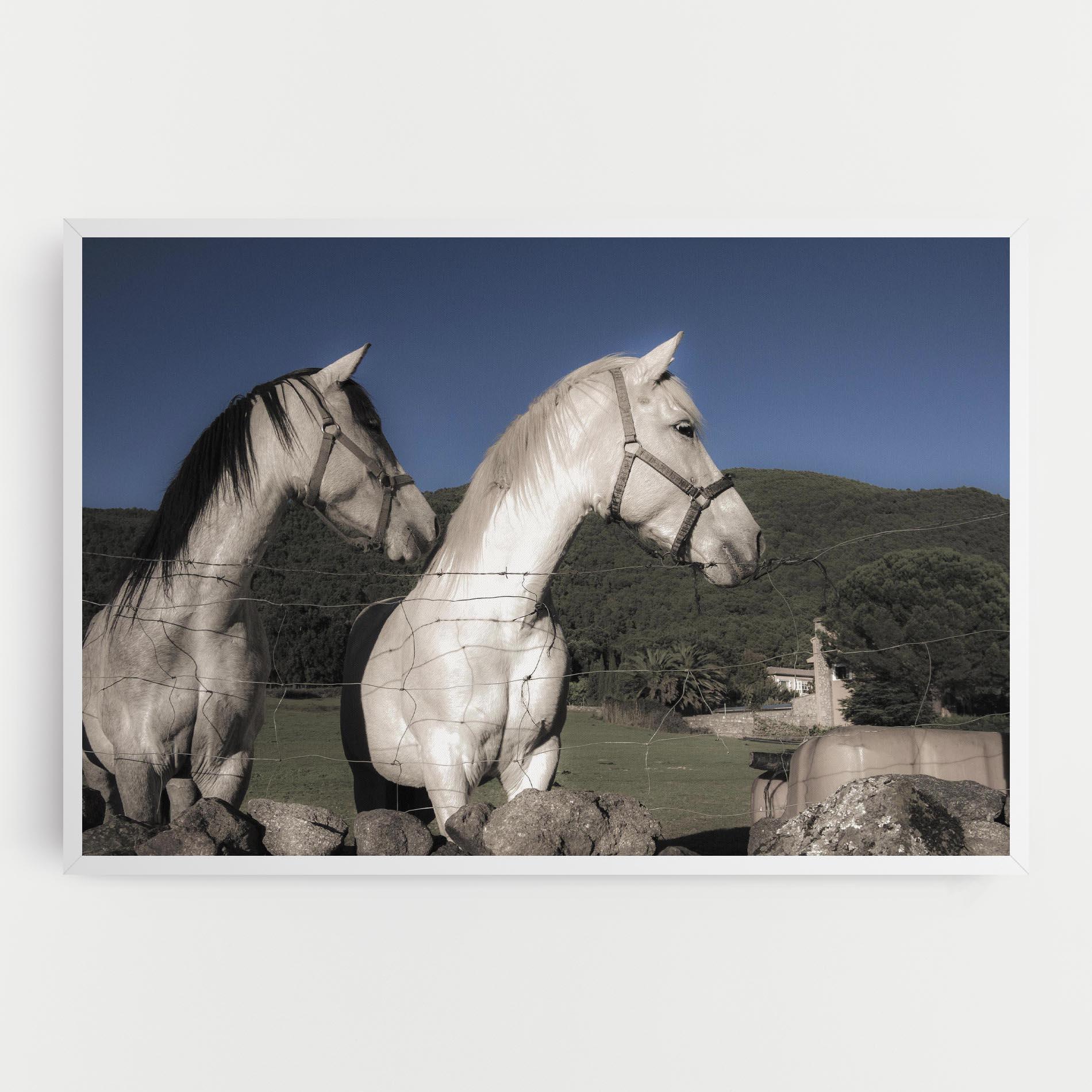 Leinwandbild White Grey Horse mockup 0