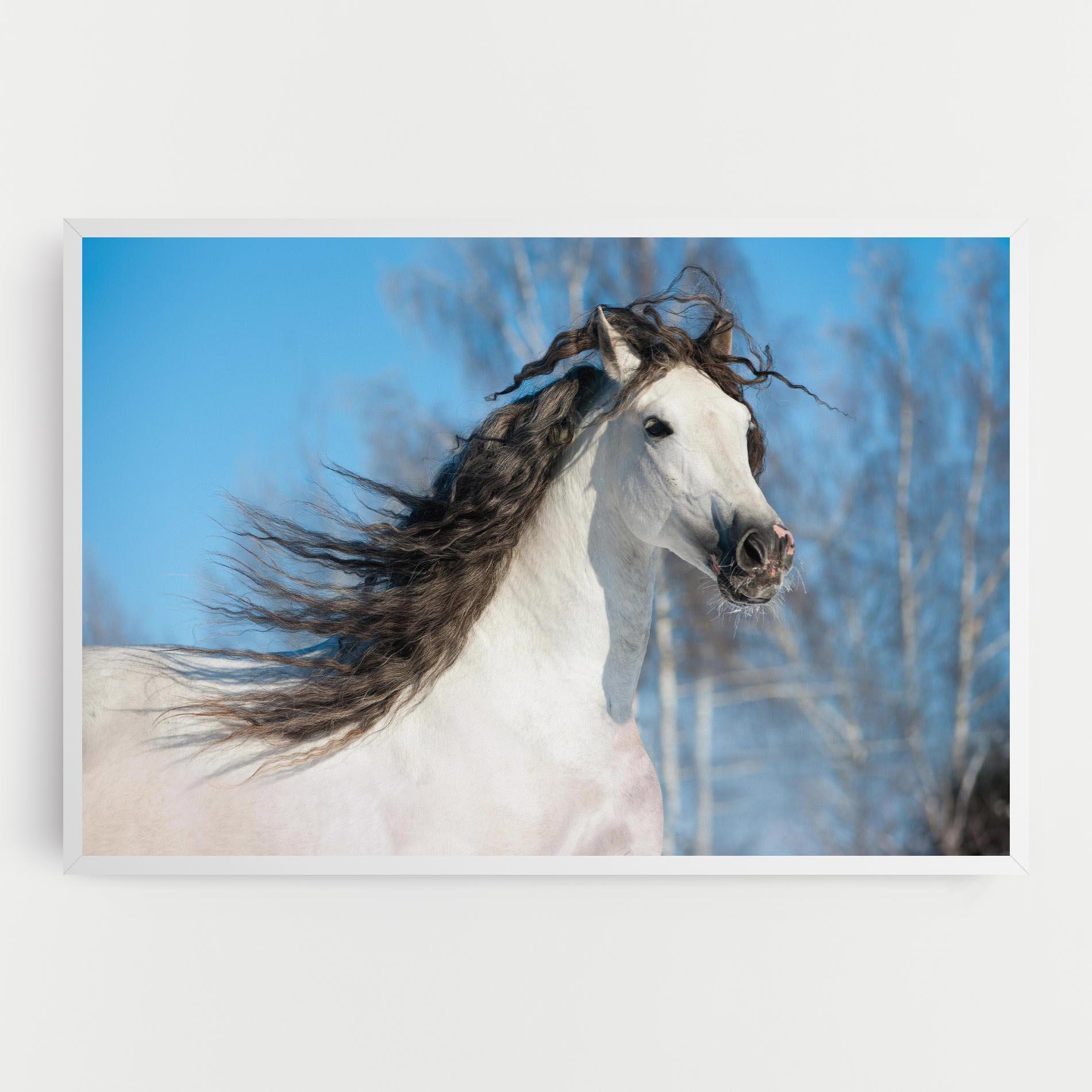 Leinwandbild Wild Black Hair Horse mockup 0