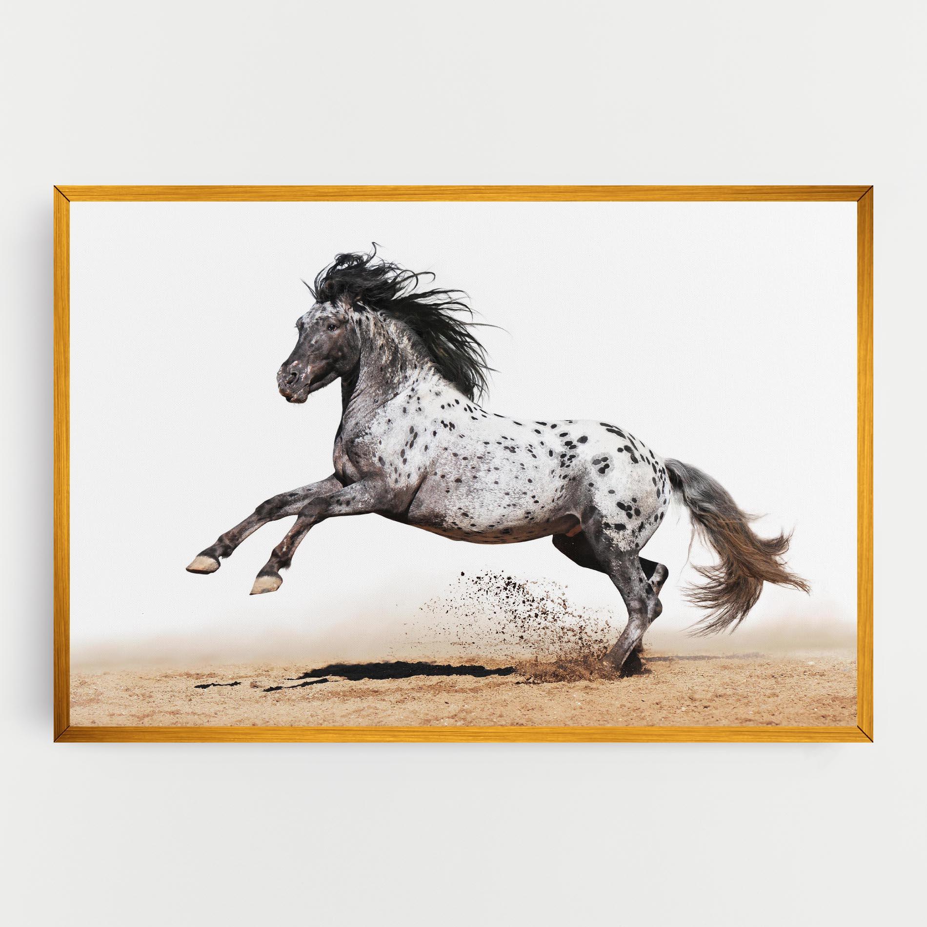 Leinwandbild Appaloosa Horse Running mockup 0