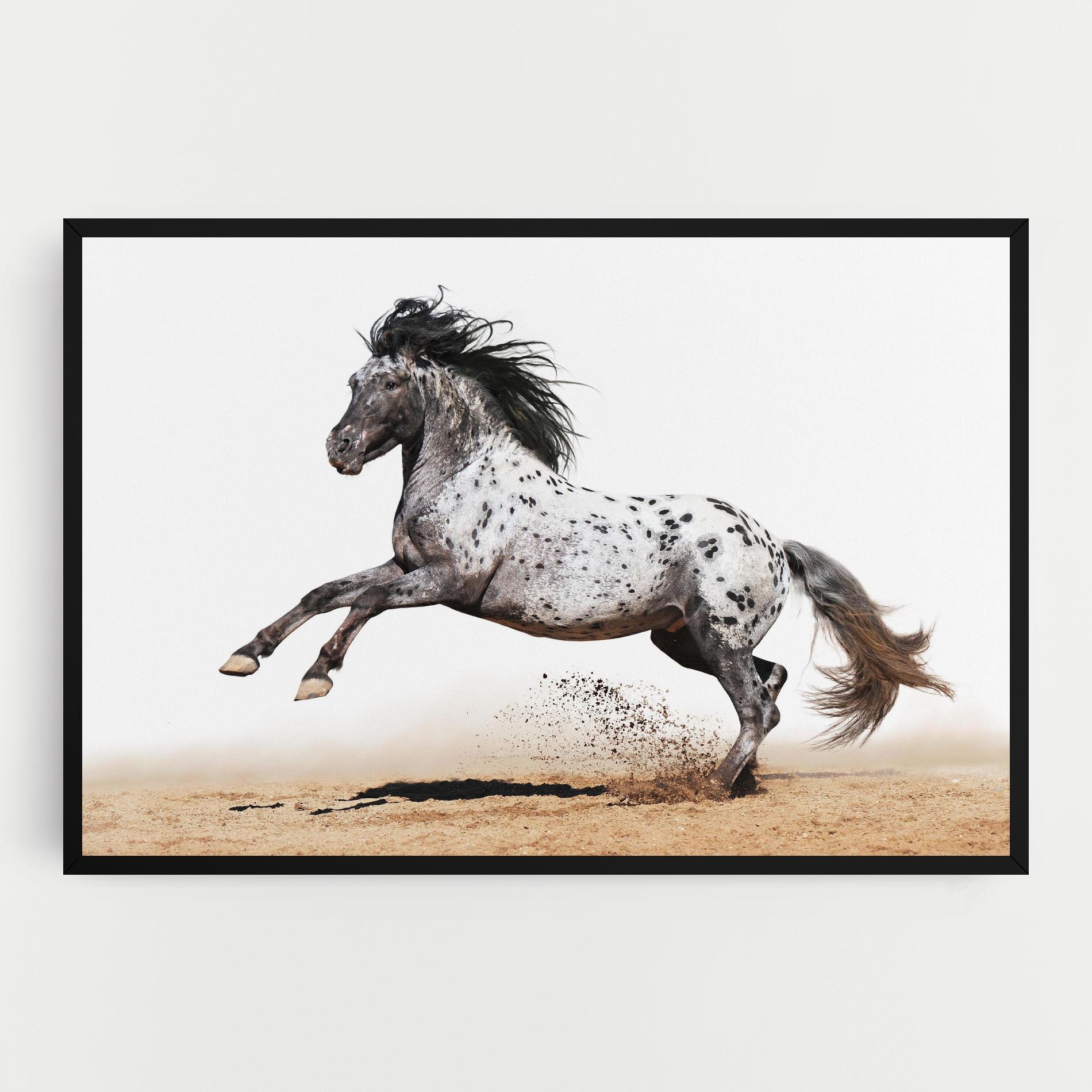 Leinwandbild Appaloosa Horse Running mockup 0