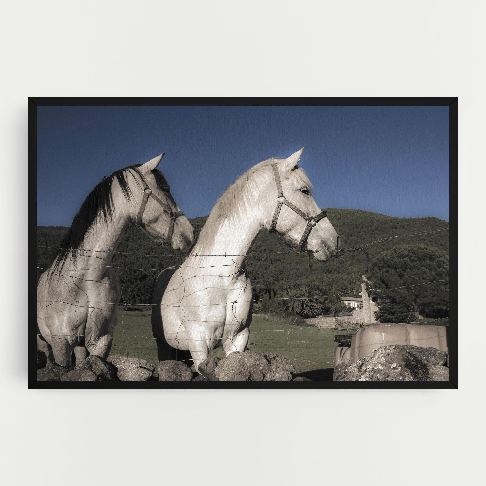 Leinwandbild White Grey Horse mockup 0