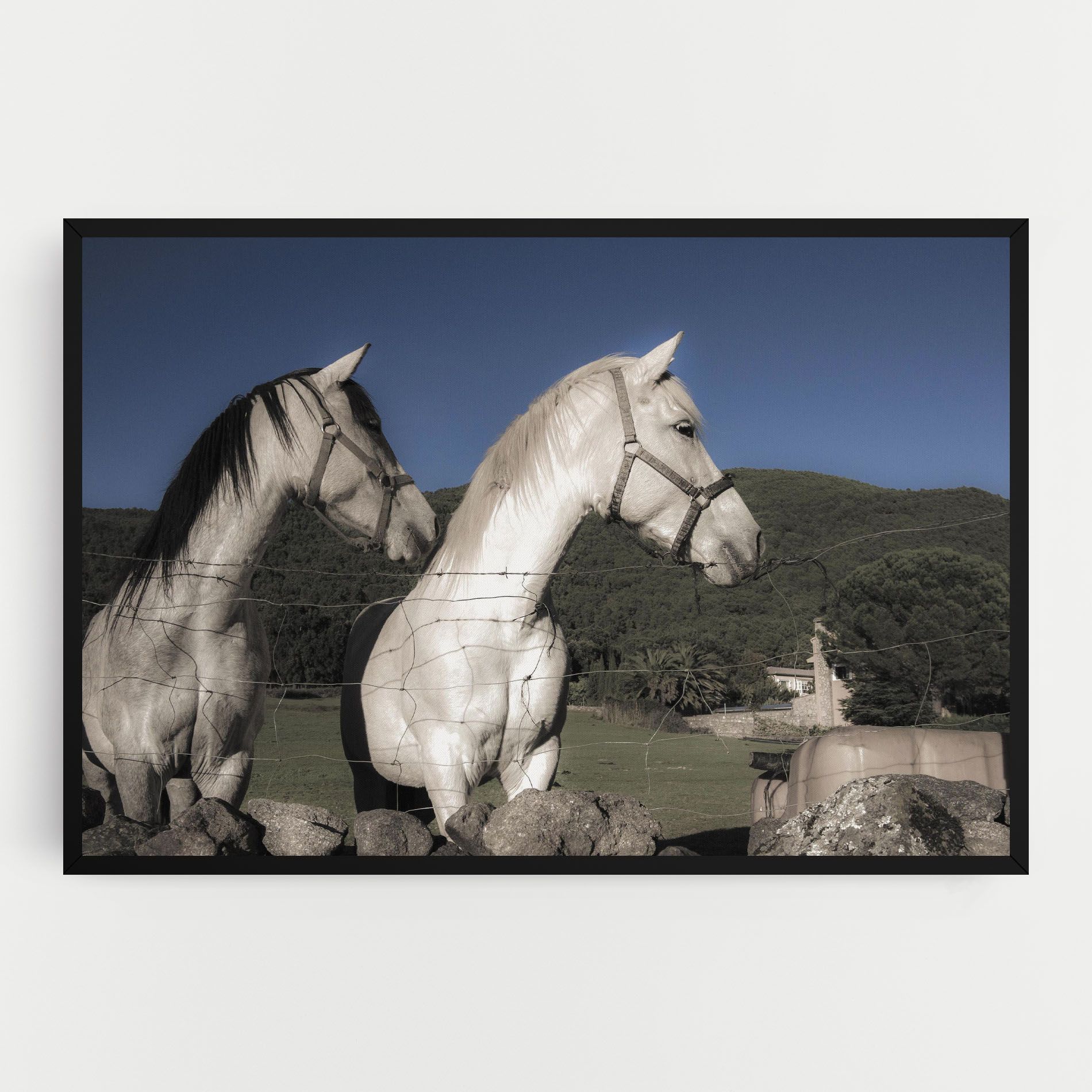 White Grey Horse mockup 0