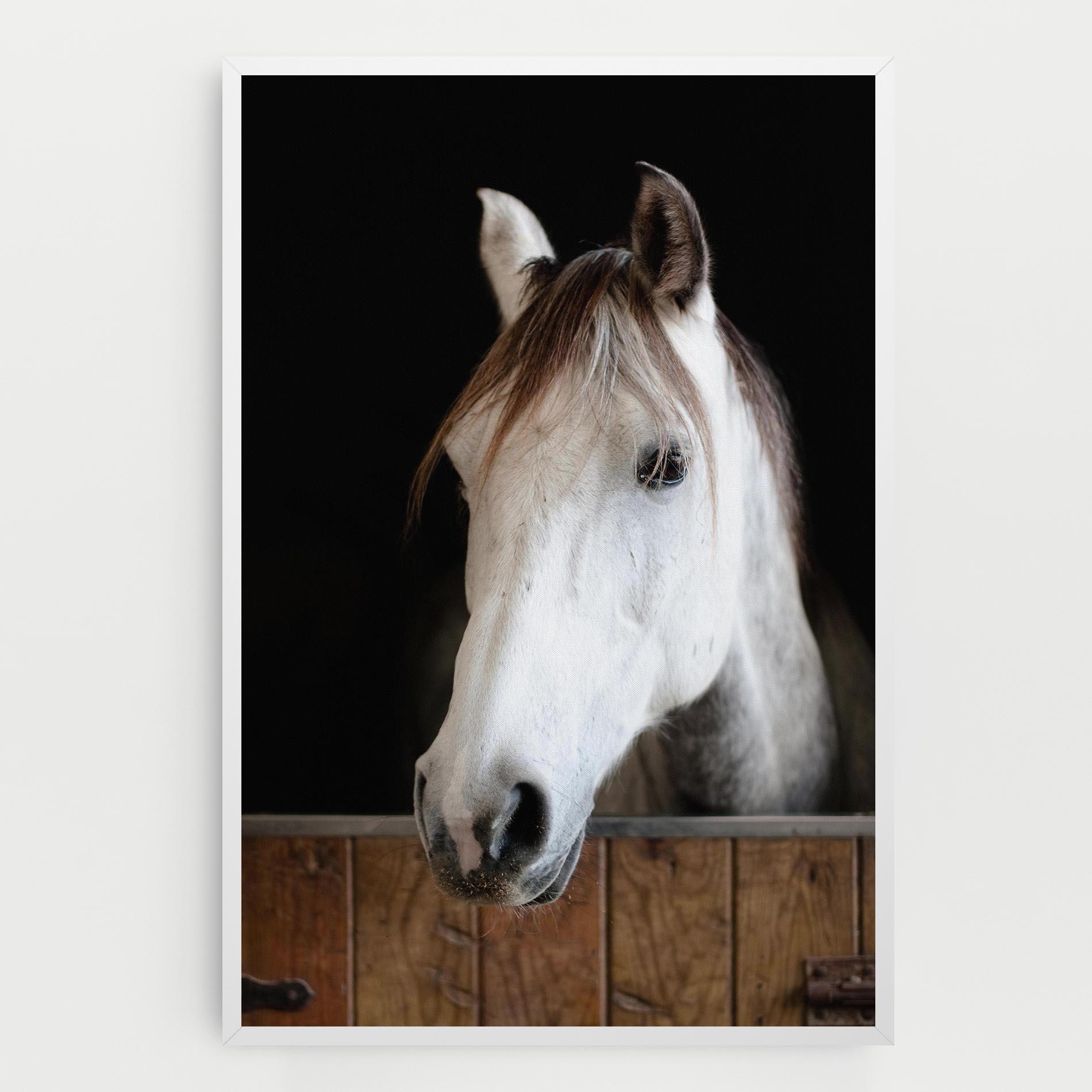 Leinwandbild Grey Horse Head mockup 0