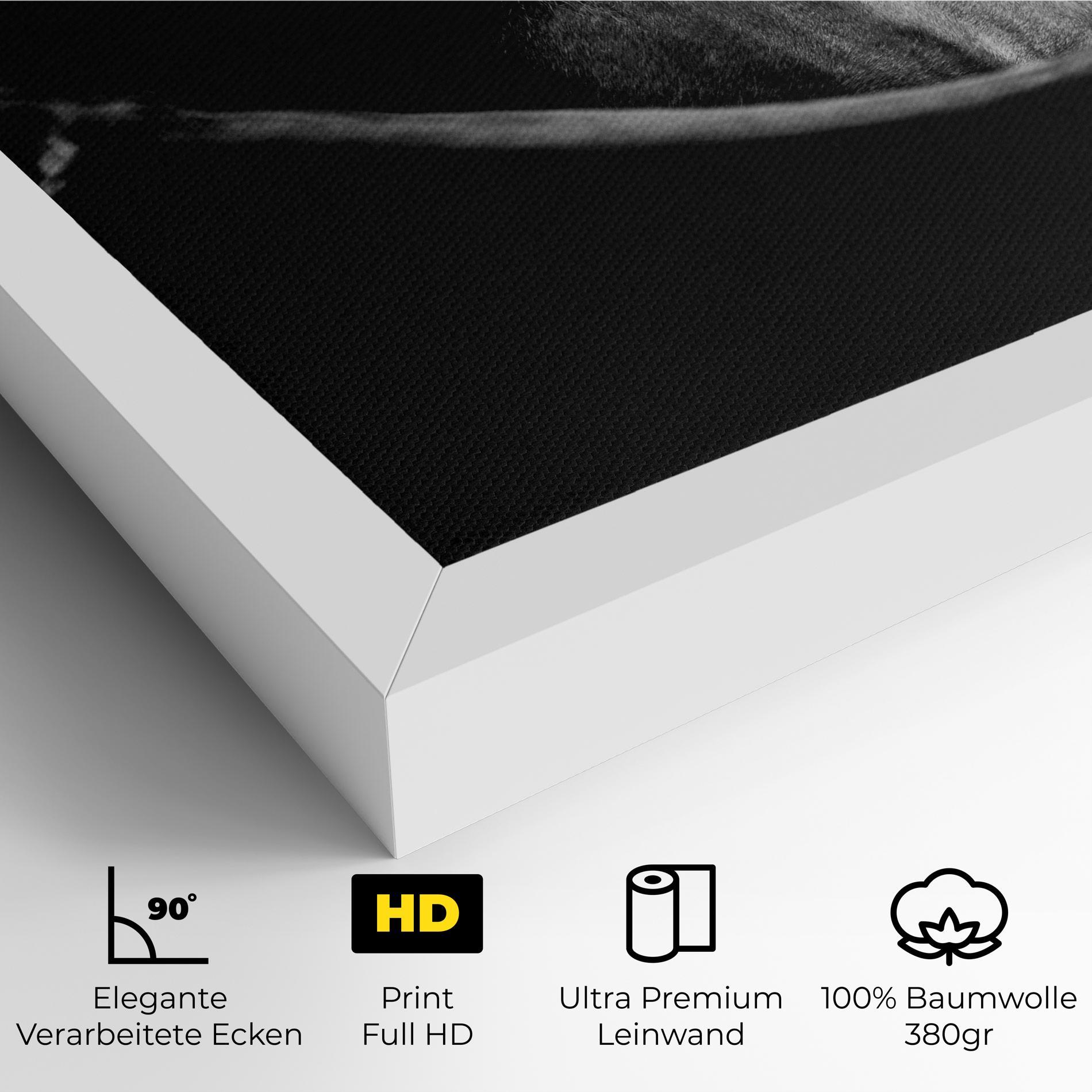 Leinwandbild Black Horse Looking mockup 4