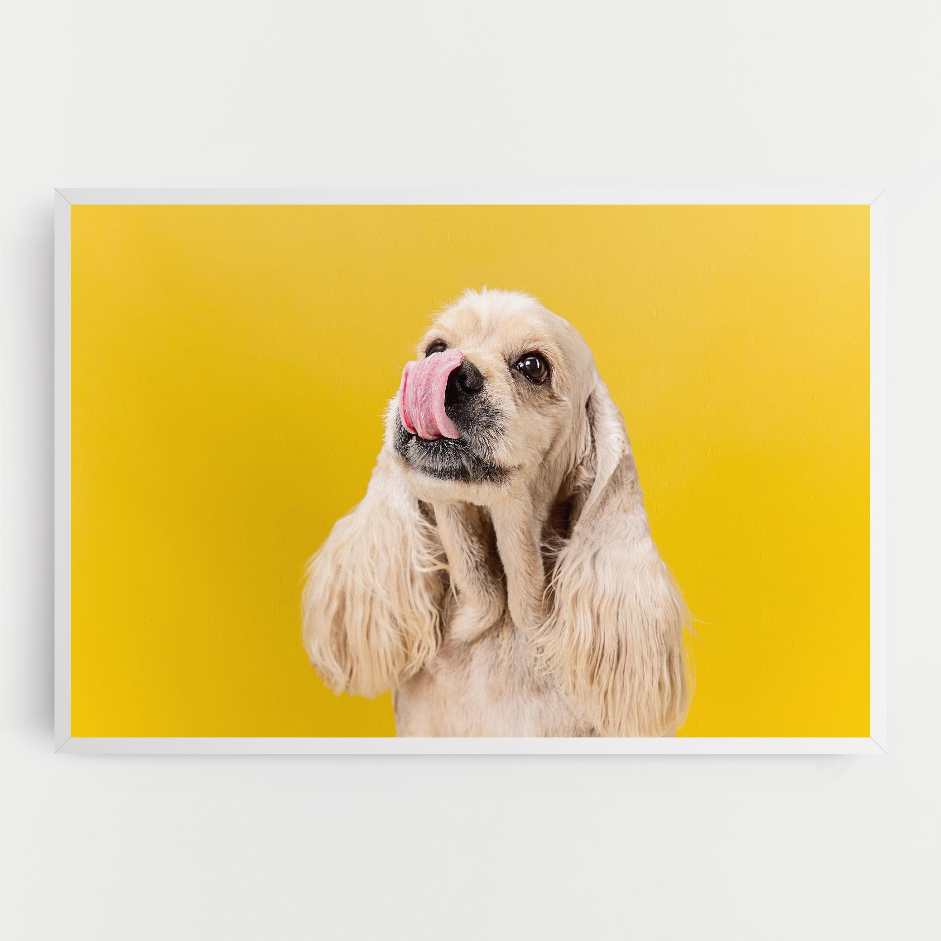 American Spaniel mockup 0