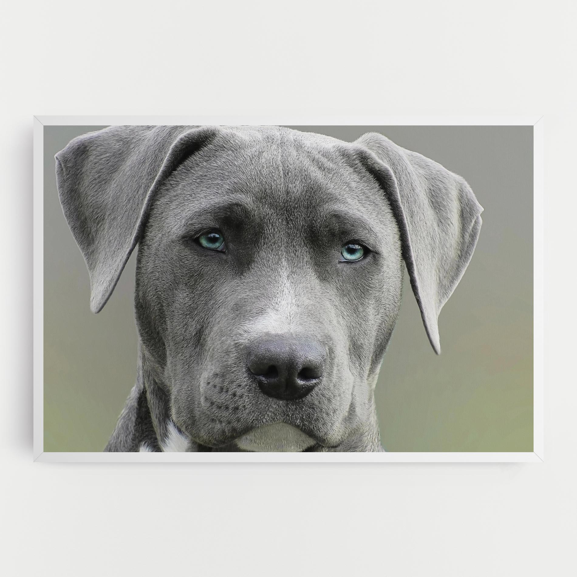 Leinwandbild Blue Eyes Dog mockup 0