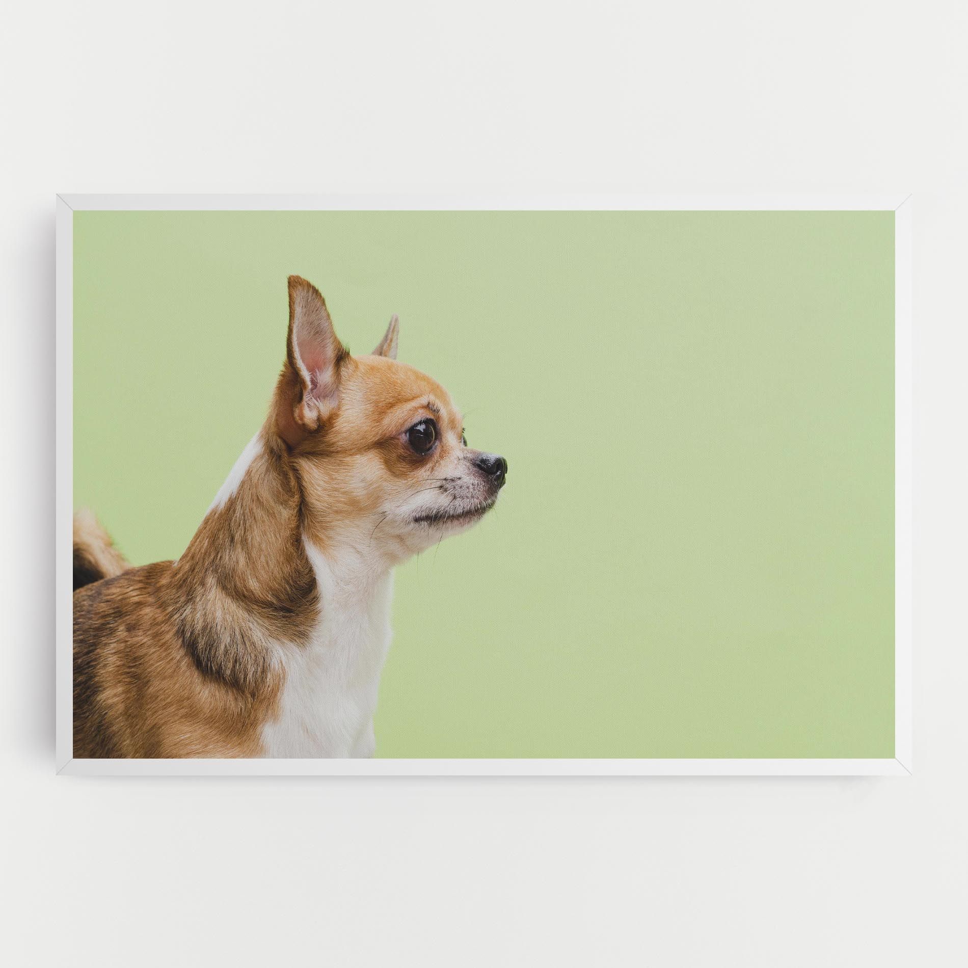 Chihuahua Dog mockup 0