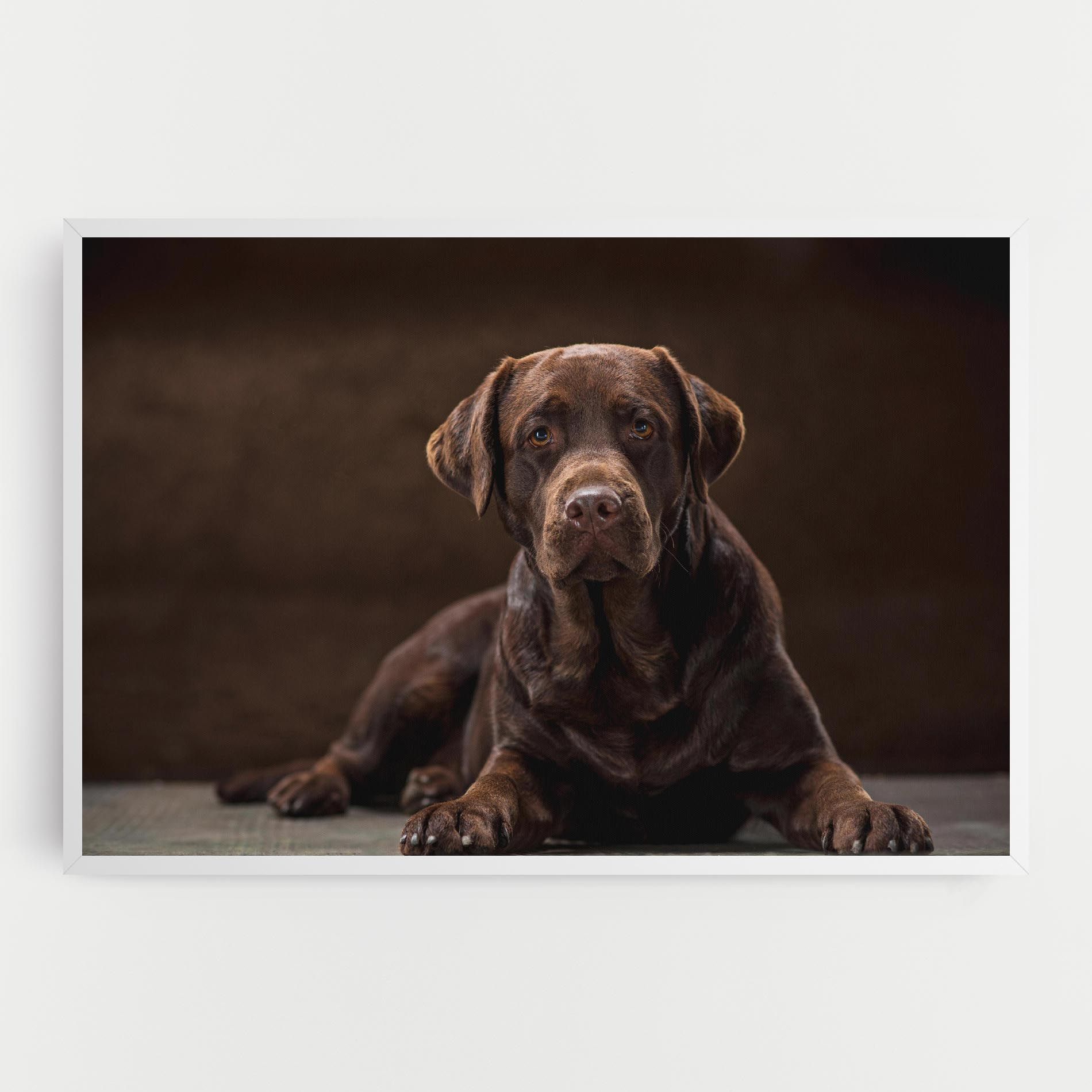 Cute  Brown Labrador mockup 0