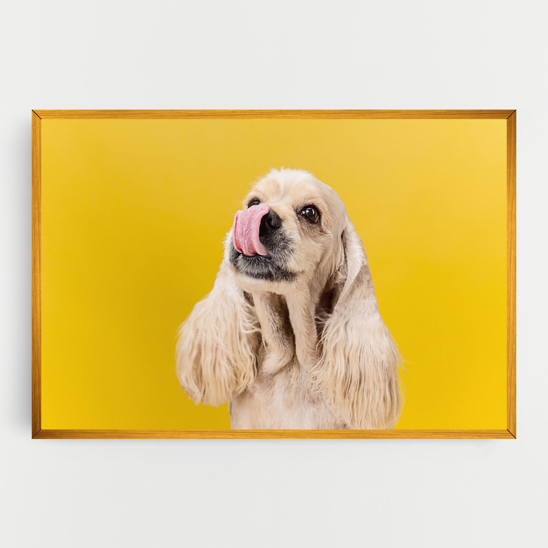 American Spaniel mockup 0