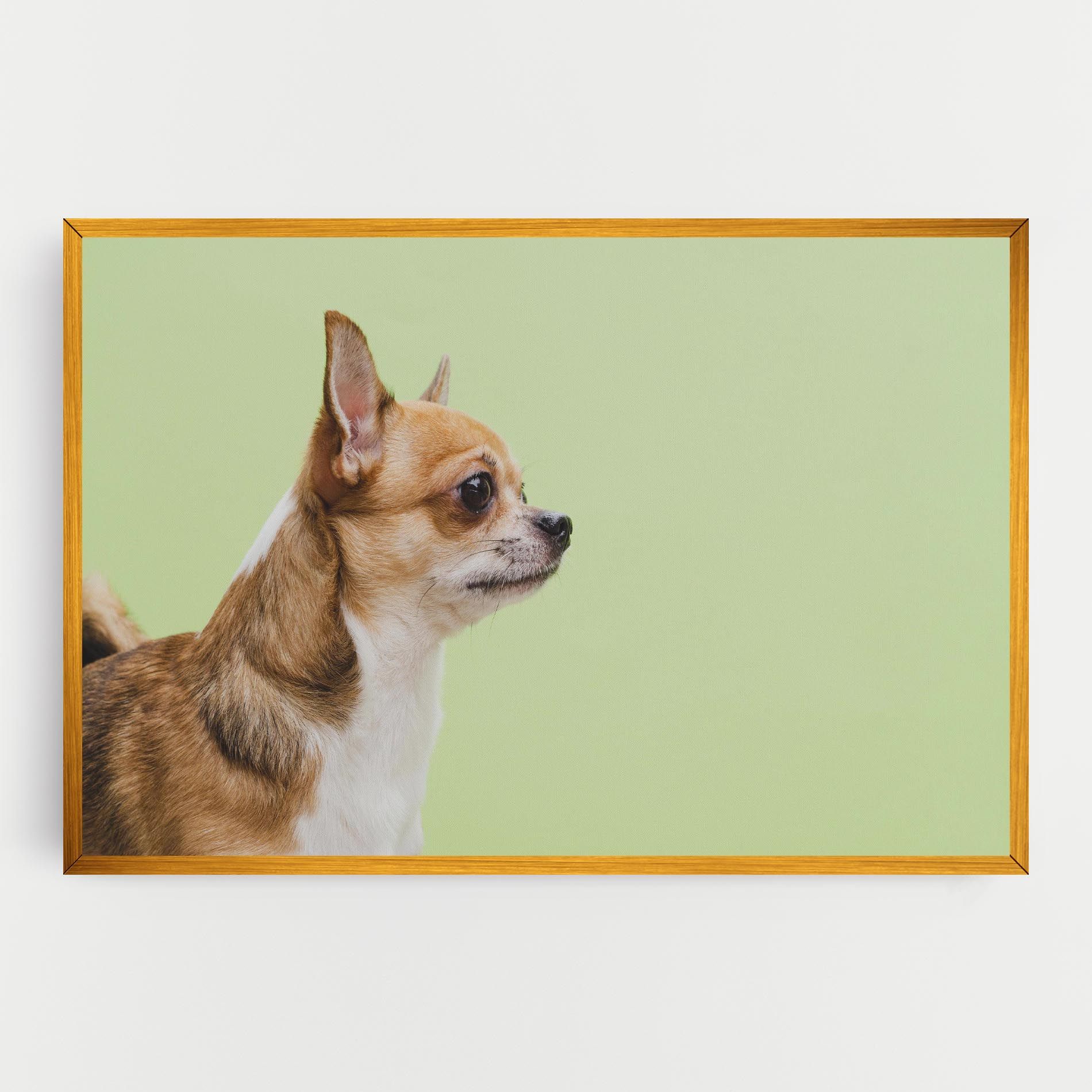 Chihuahua Dog mockup 0