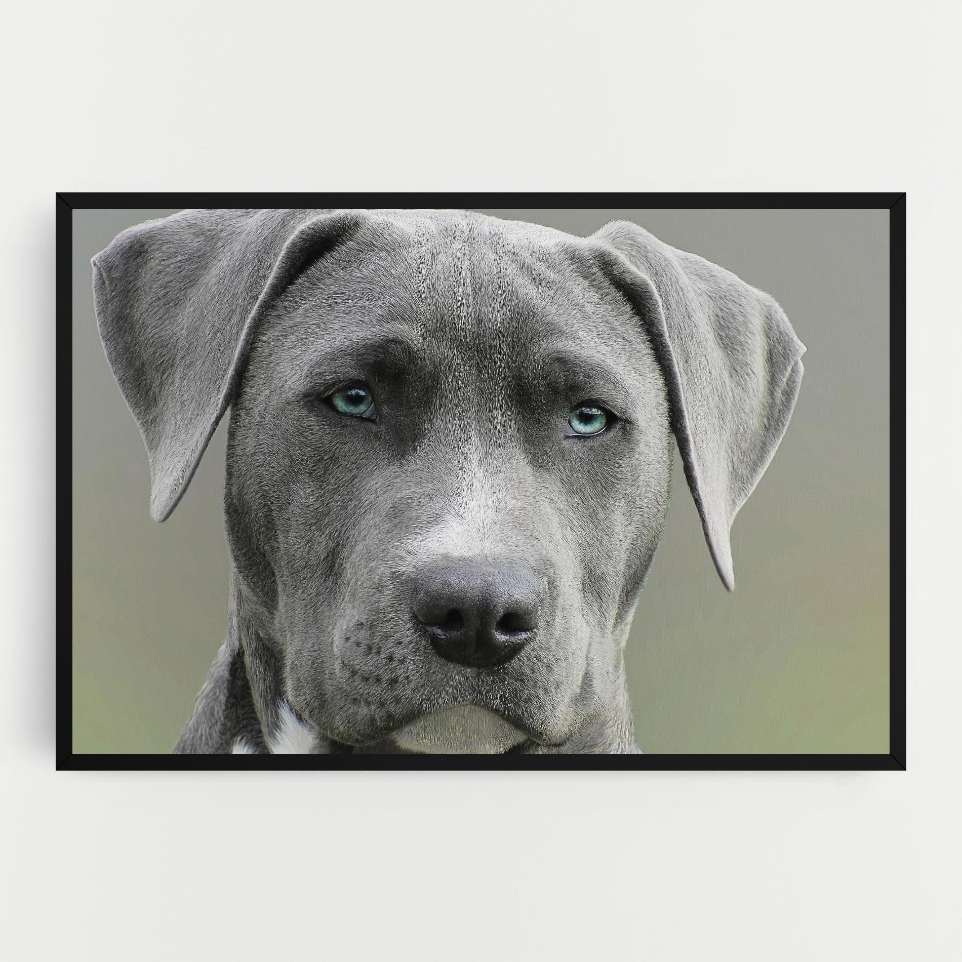Leinwandbild Blue Eyes Dog mockup 0