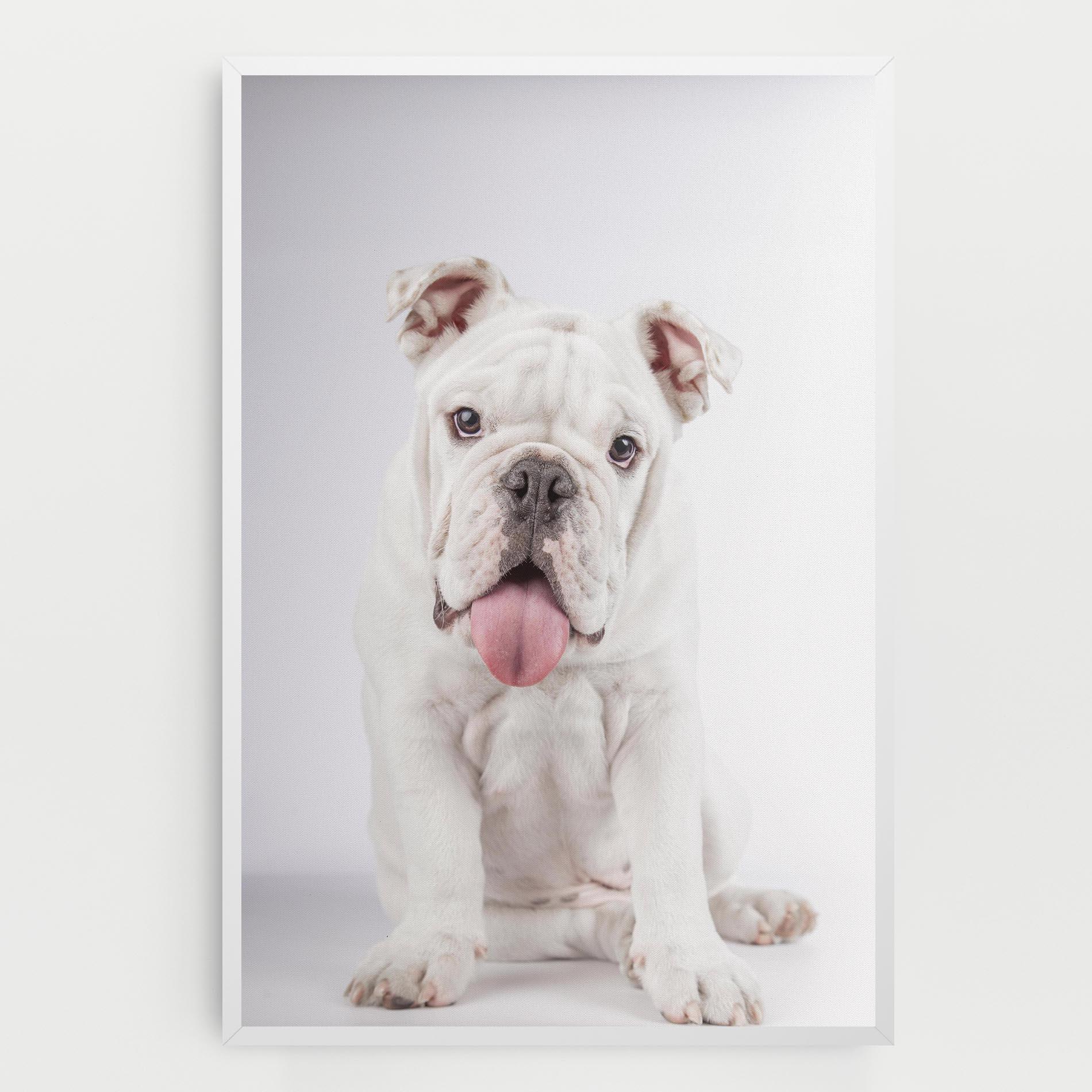 Leinwandbild English Bulldog mockup 0