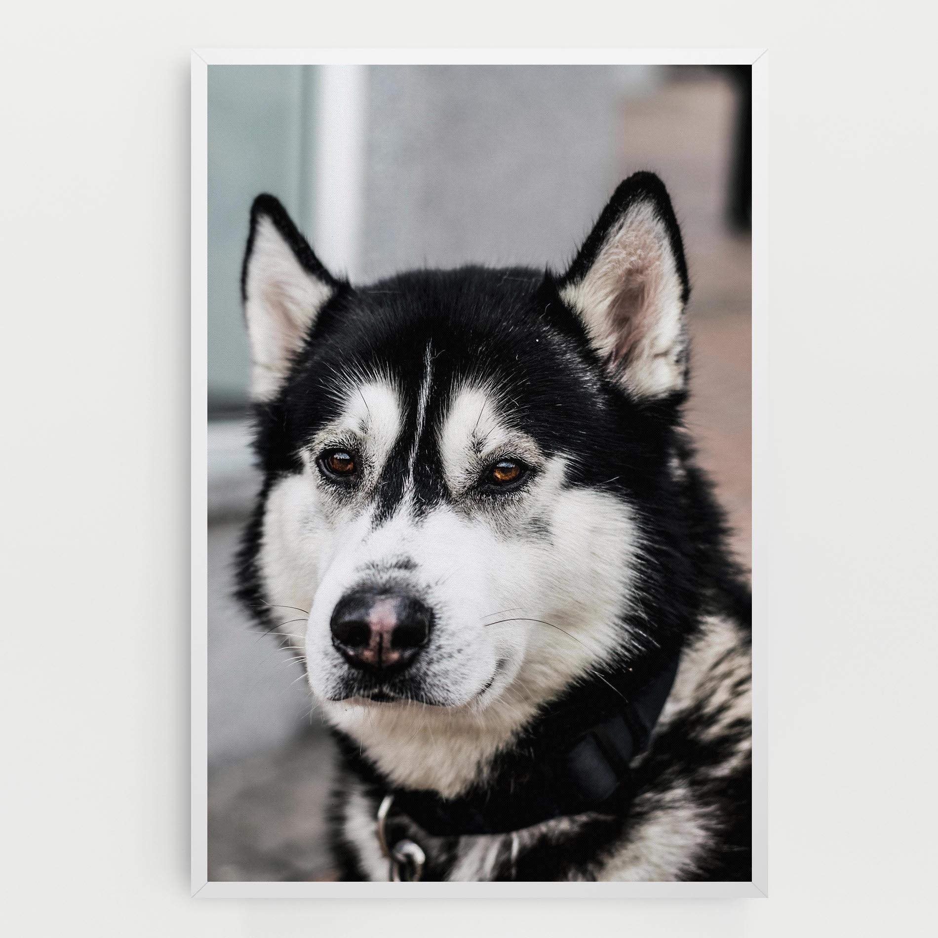 Leinwandbild Husky Dog mockup 0