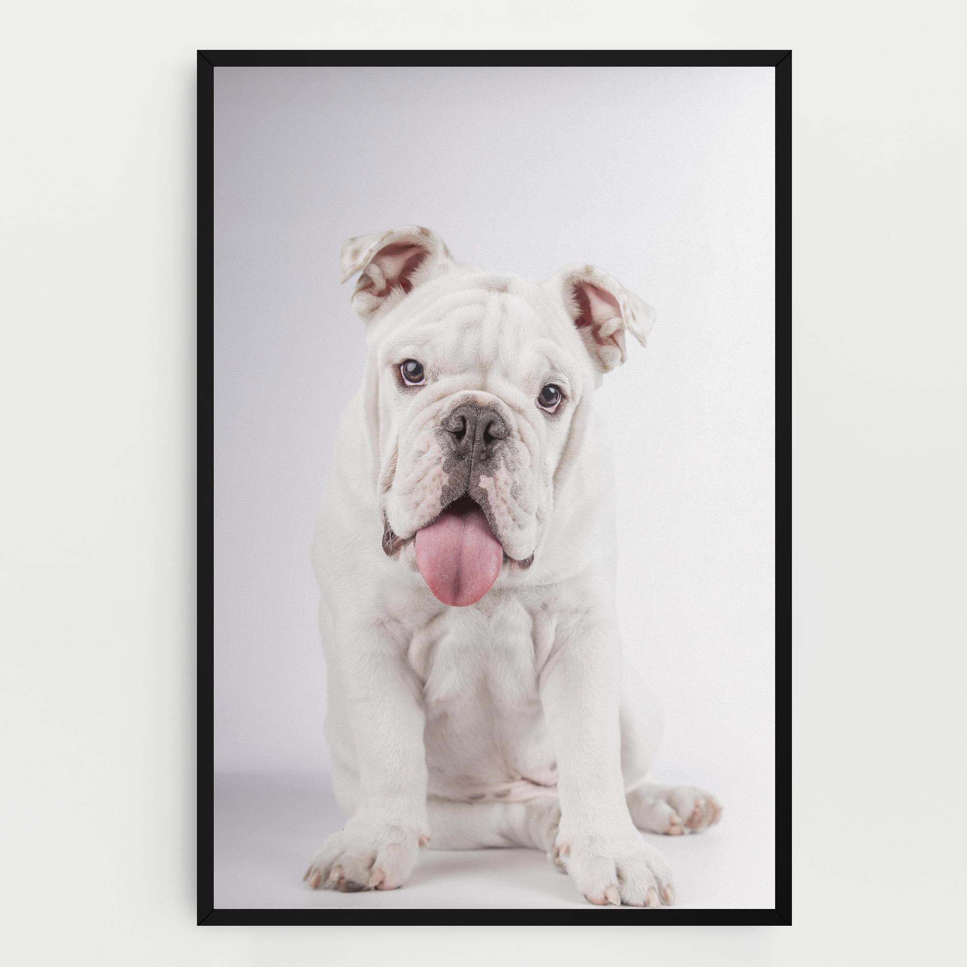 Leinwandbild English Bulldog mockup 0
