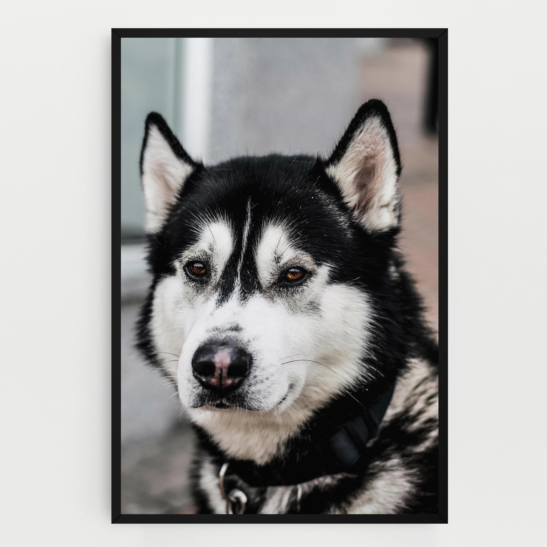 Leinwandbild Husky Dog mockup 0