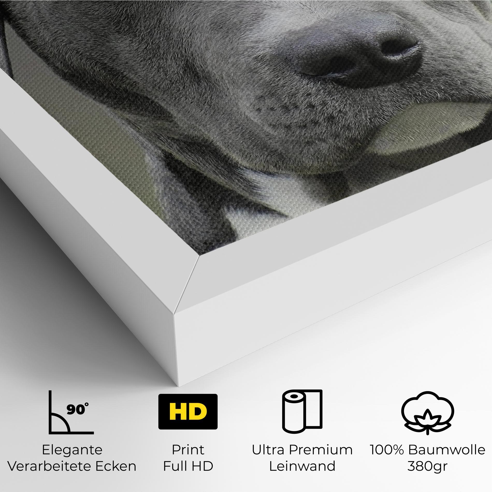 Leinwandbild Blue Eyes Dog mockup 4